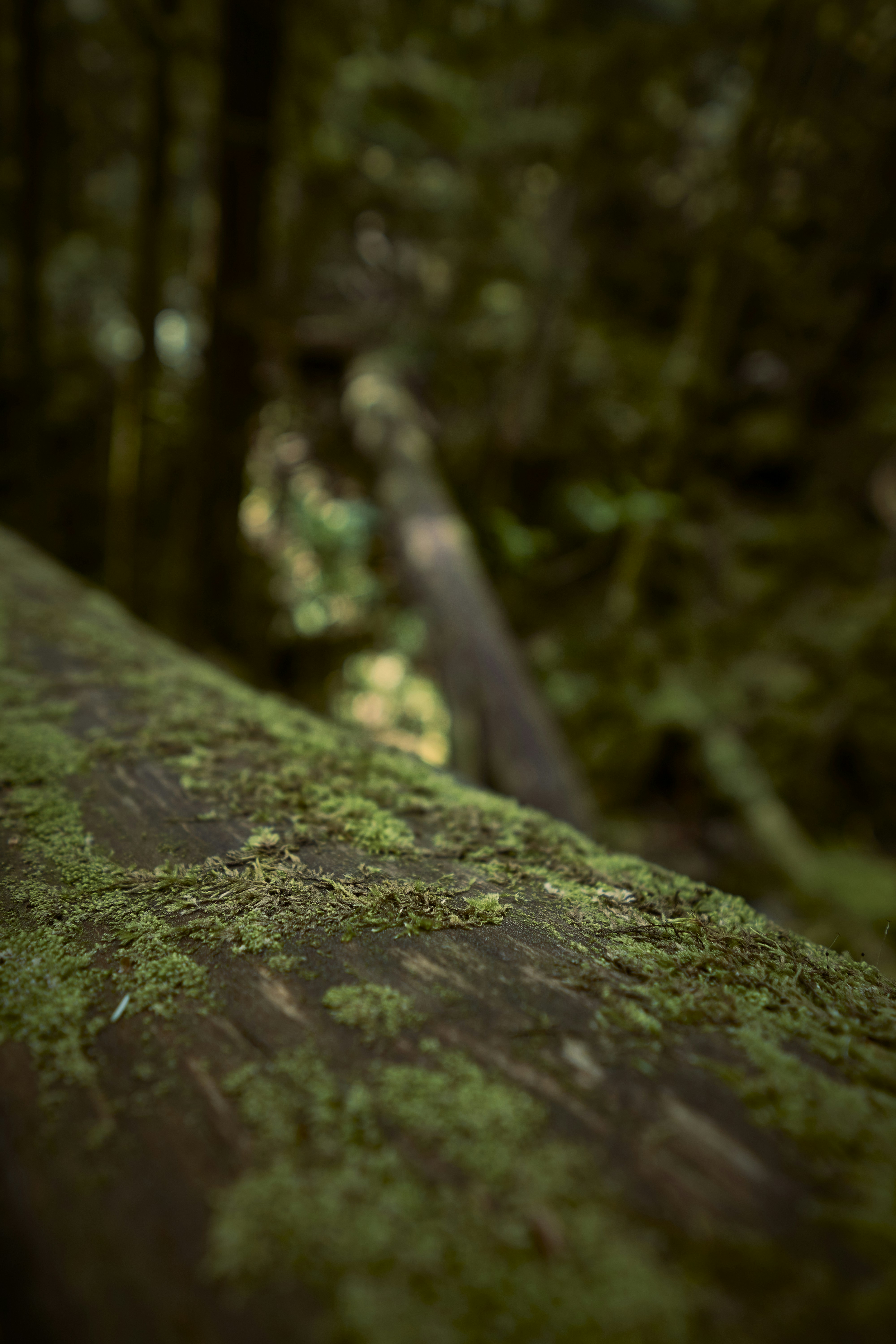 a close up of a tree branch
