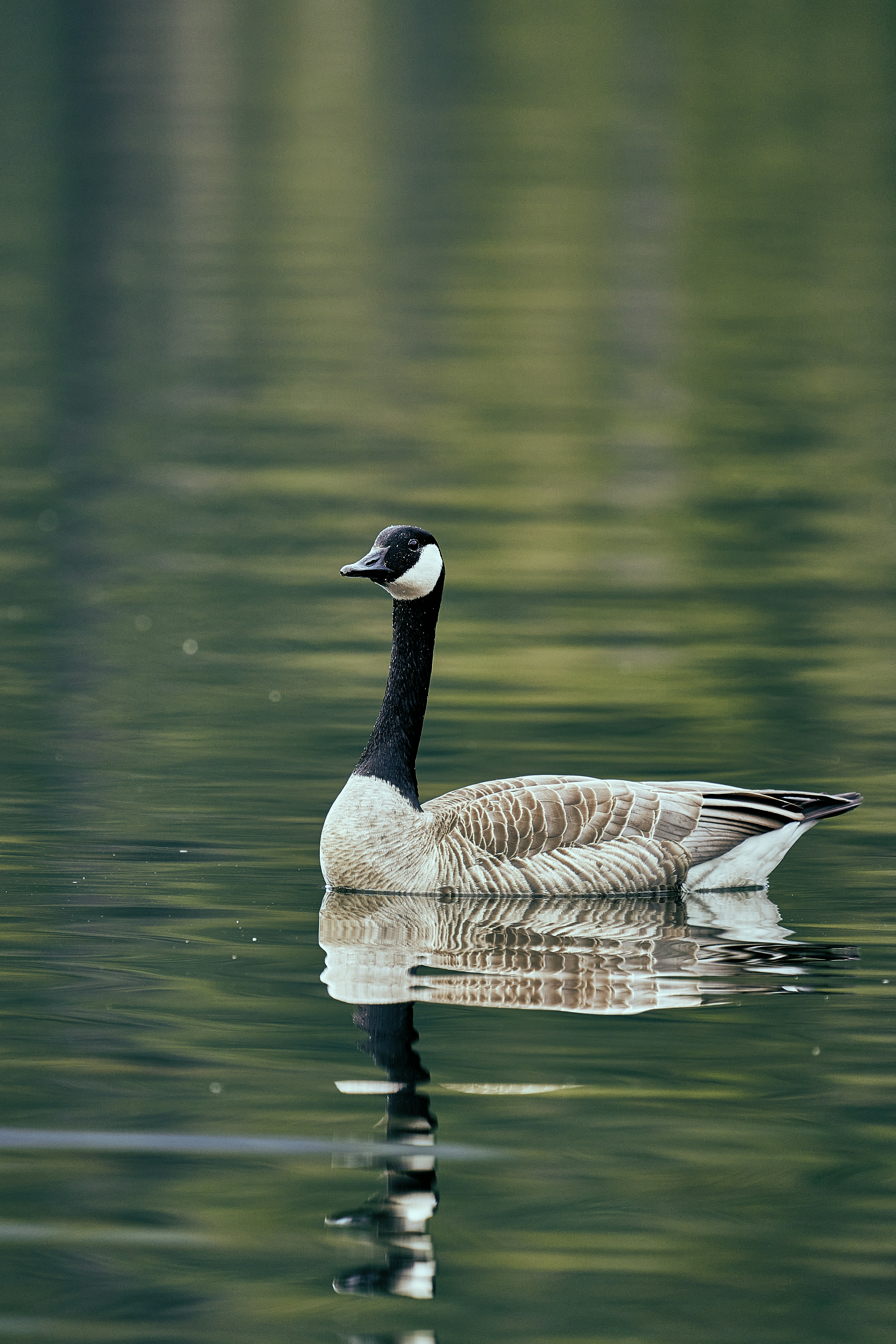 Photo by suicide_chewbacca