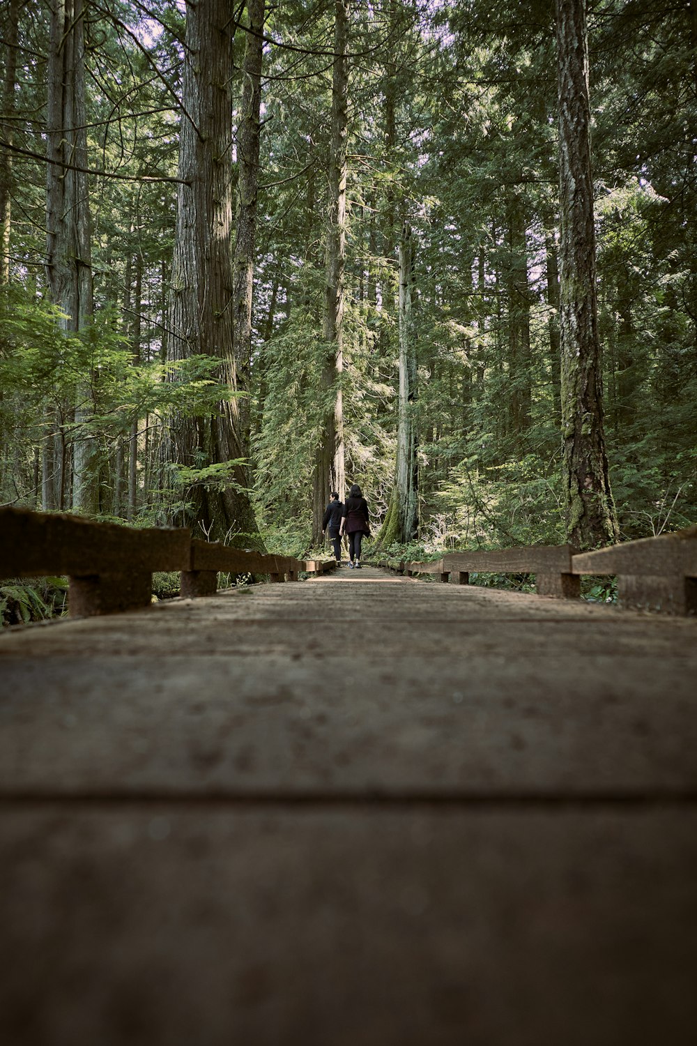 a couple people walking on a path in a forest