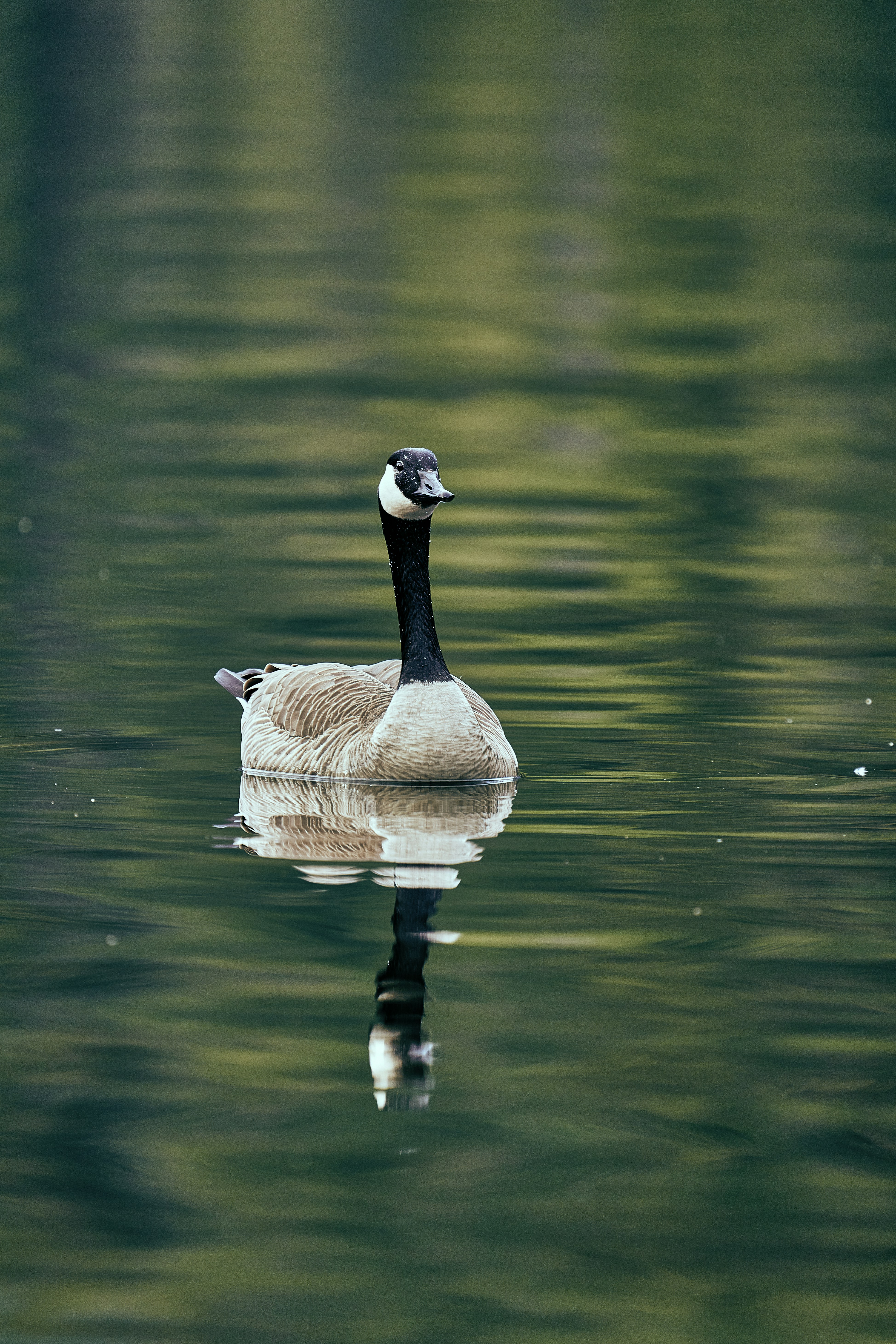 Photo by suicide_chewbacca