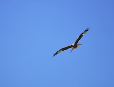 a bird flying in the sky