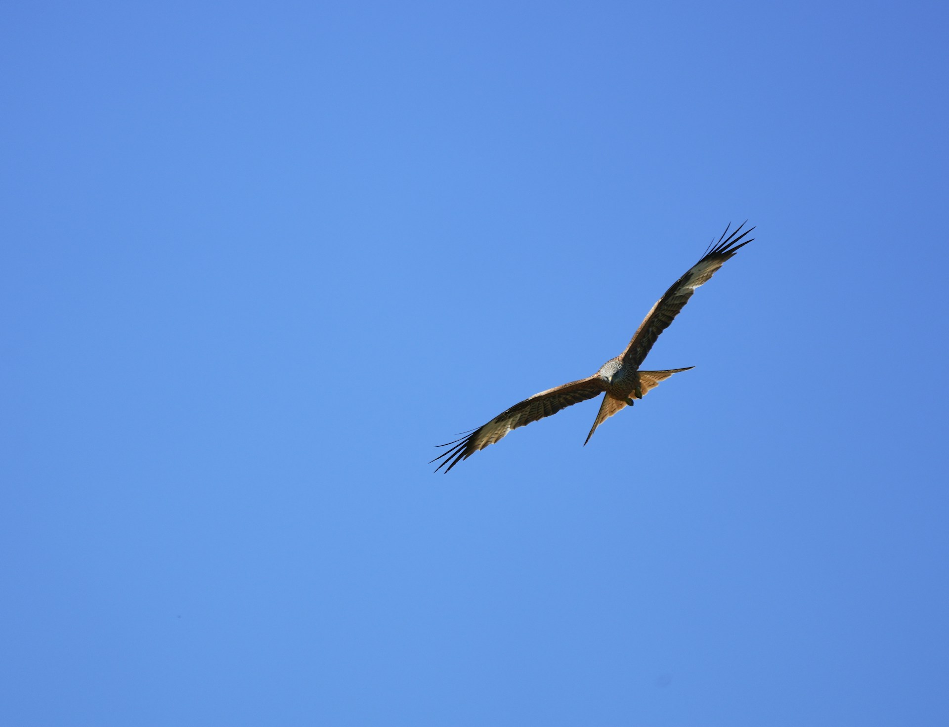 a bird flying in the sky