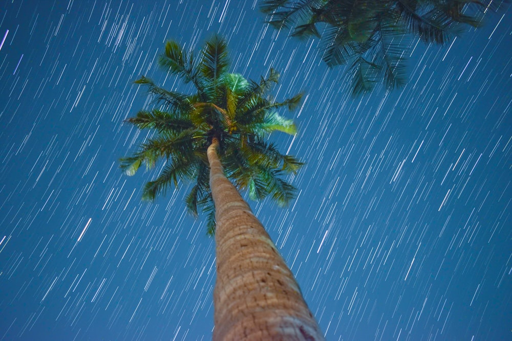 a palm tree with a blue sky