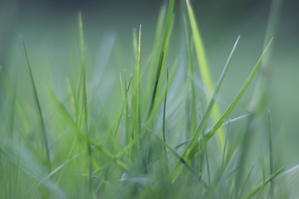 close up of grass