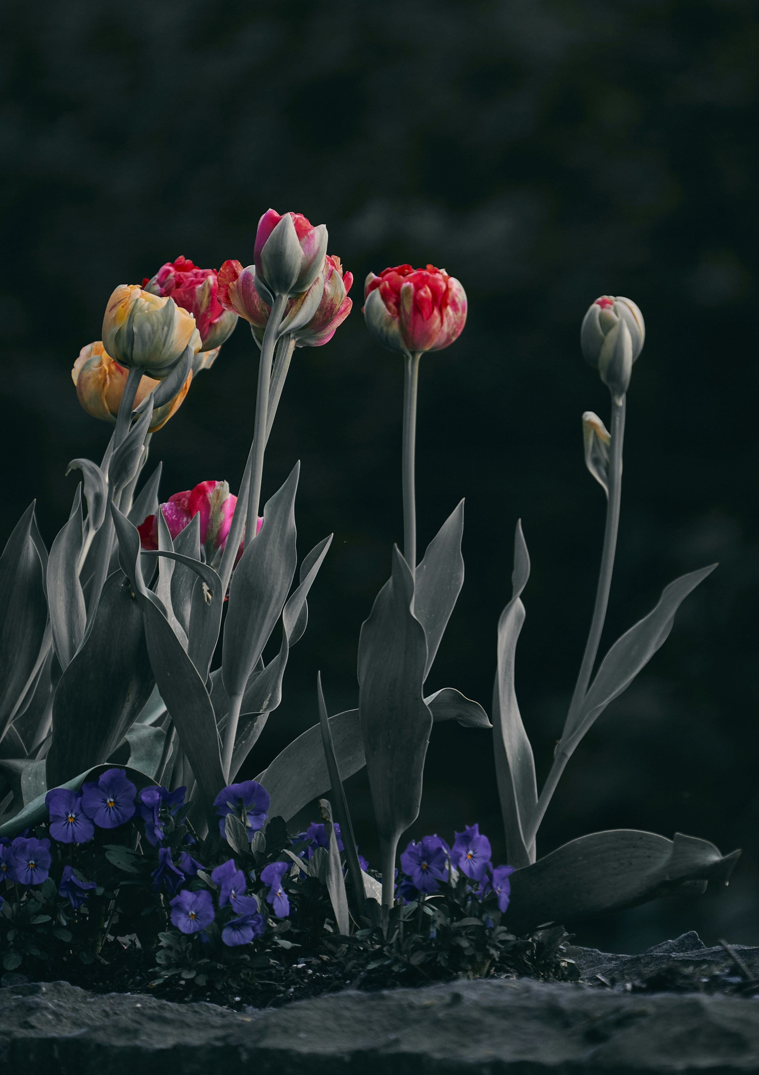 a group of flowers