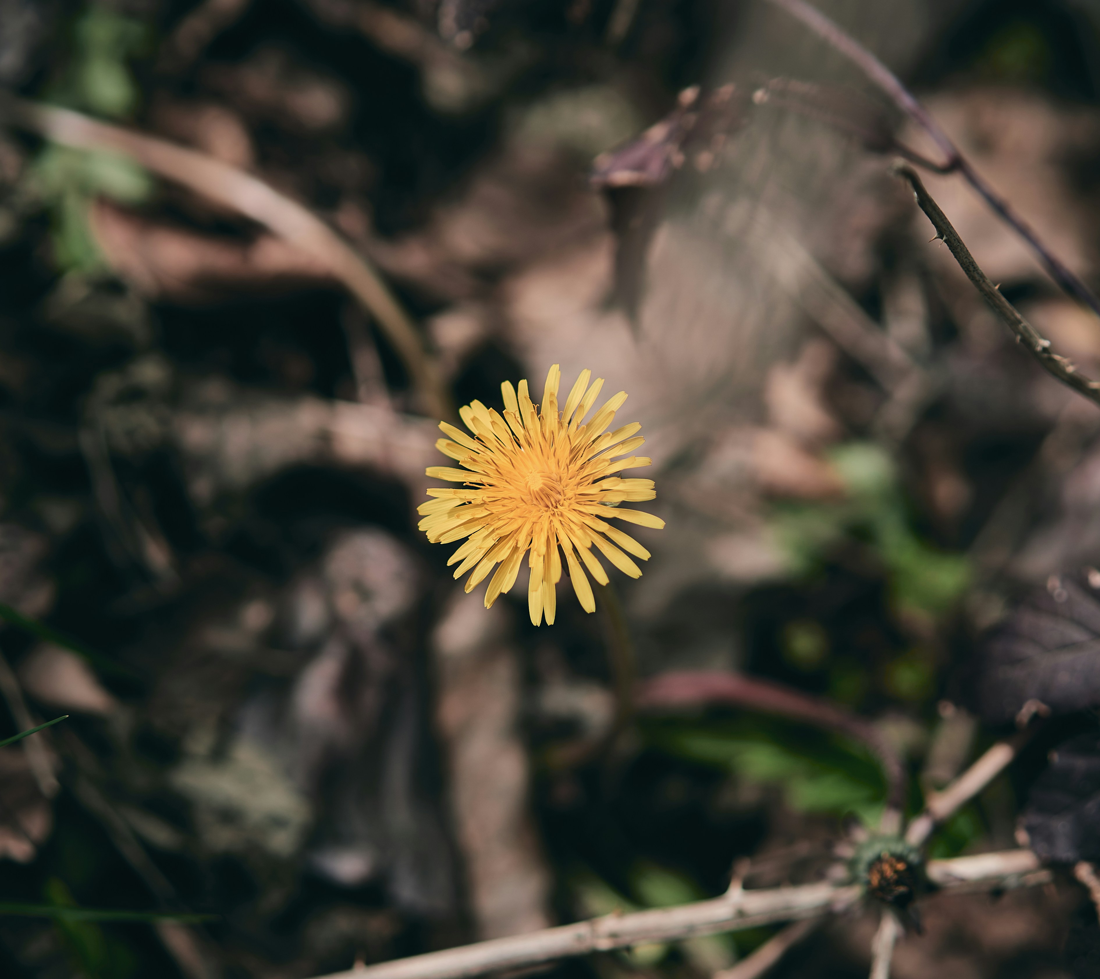Photograph by Ashwini Chaudhary