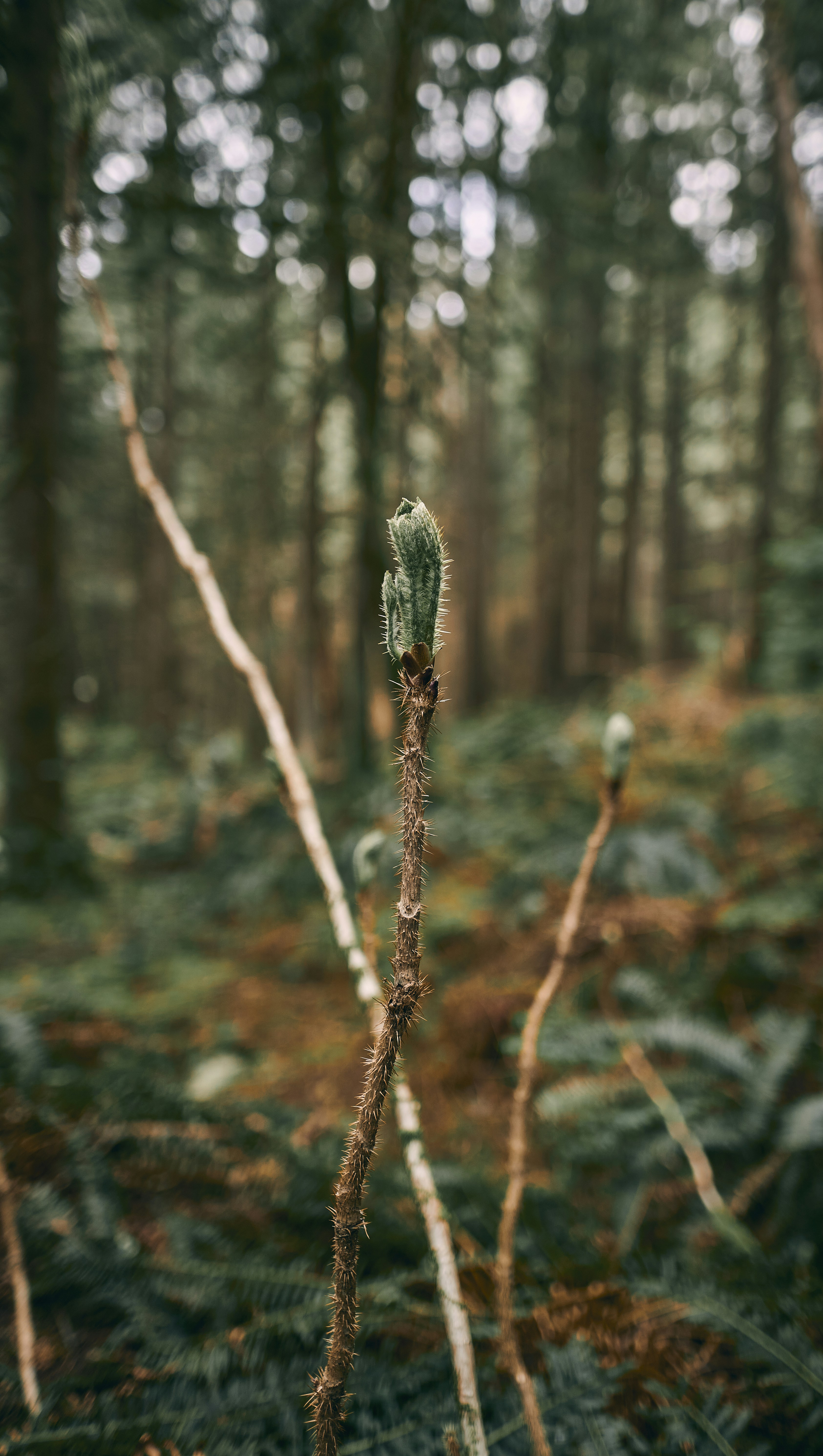 Photograph by Ashwini Chaudhary