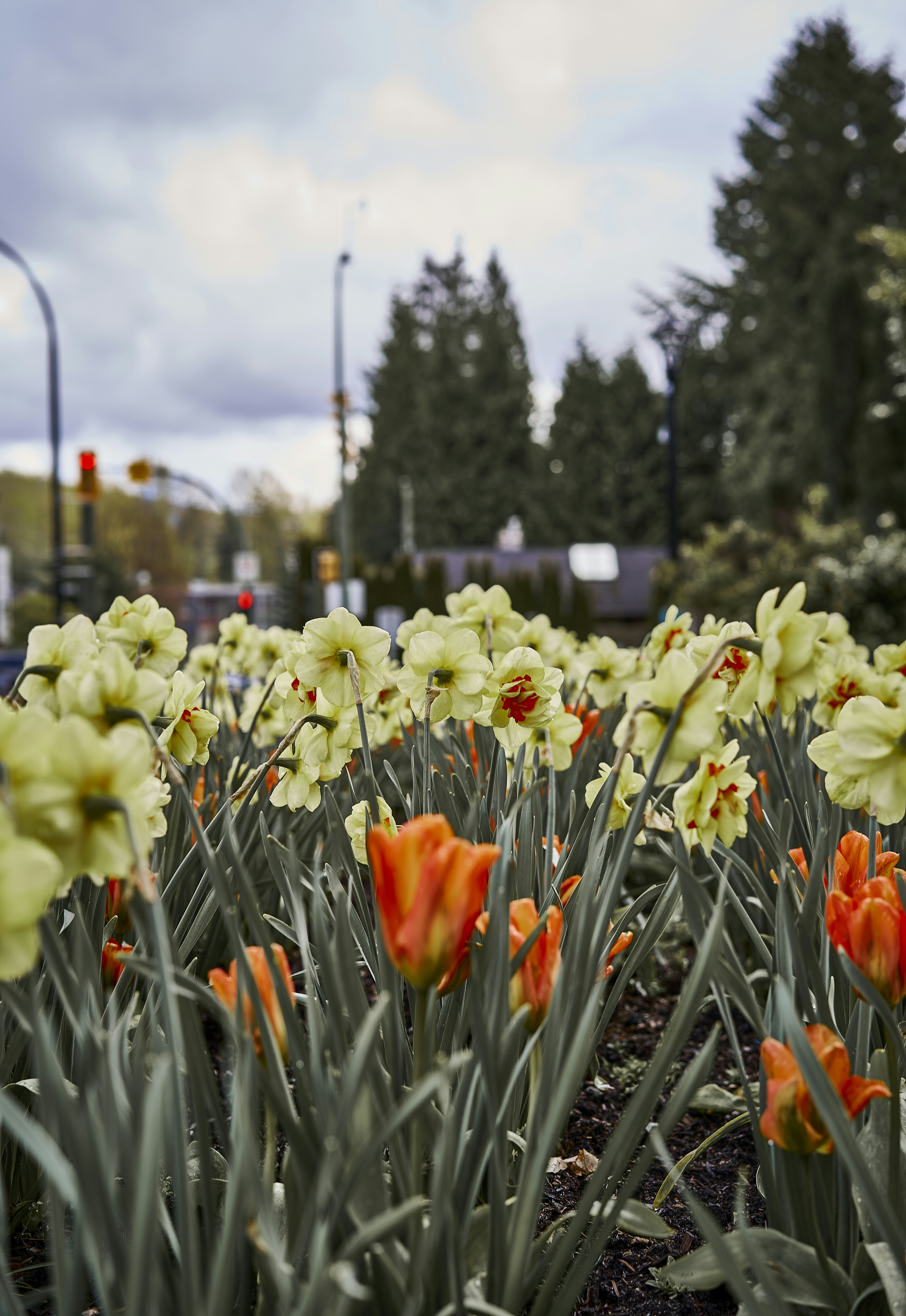 a field of flowers