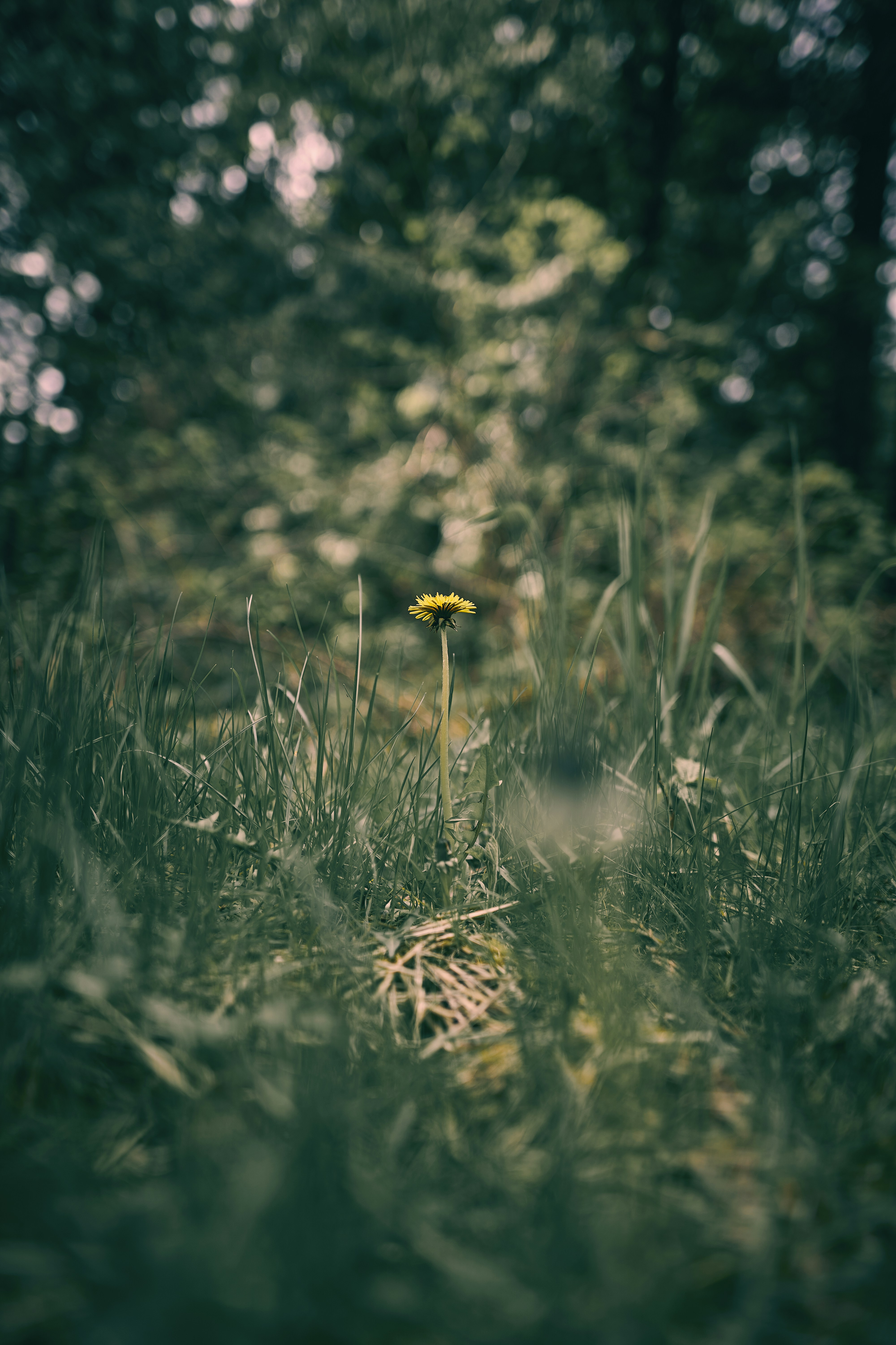 Photo by suicide_chewbacca