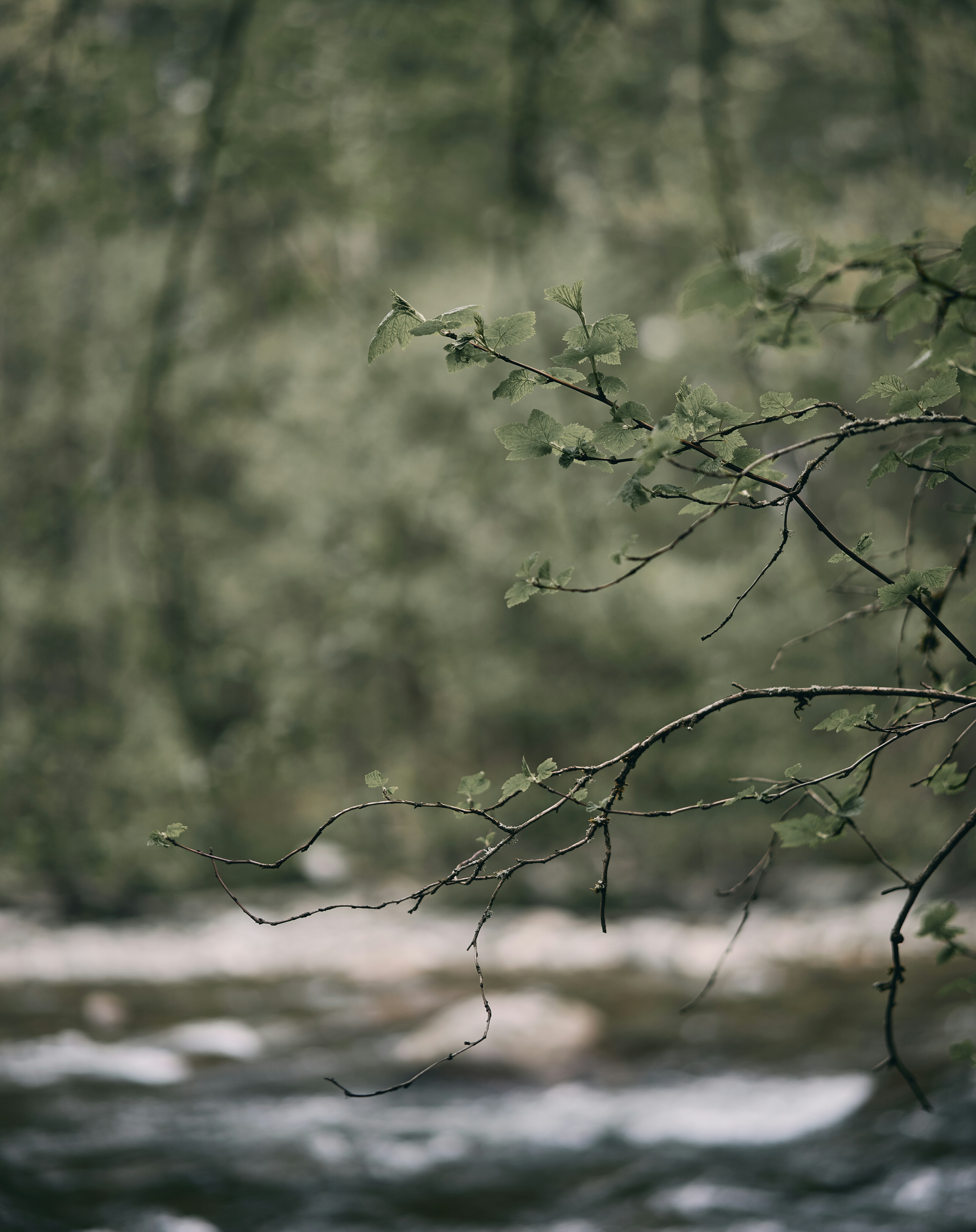 Photo by suicide_chewbacca