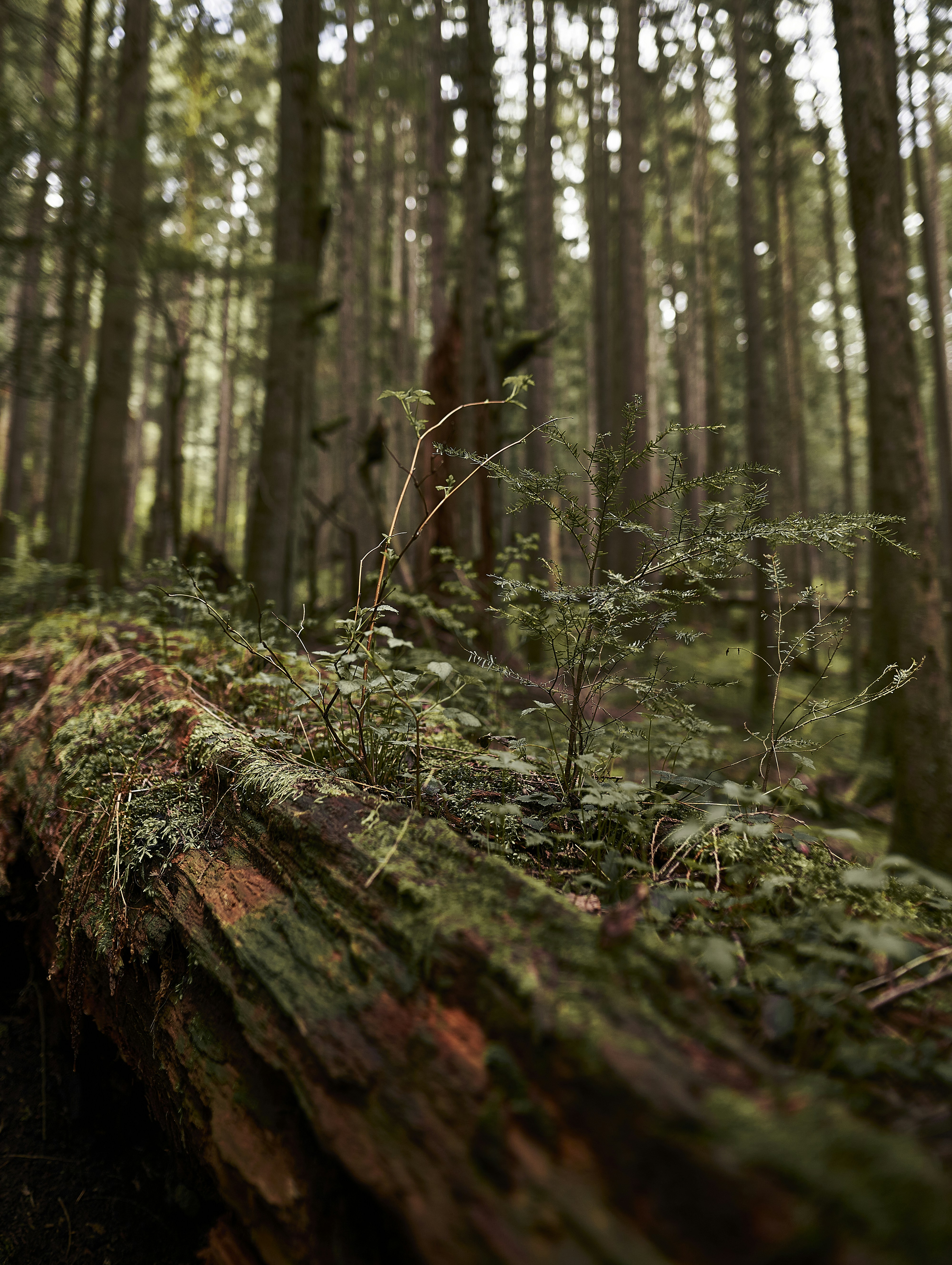 Photo by suicide_chewbacca