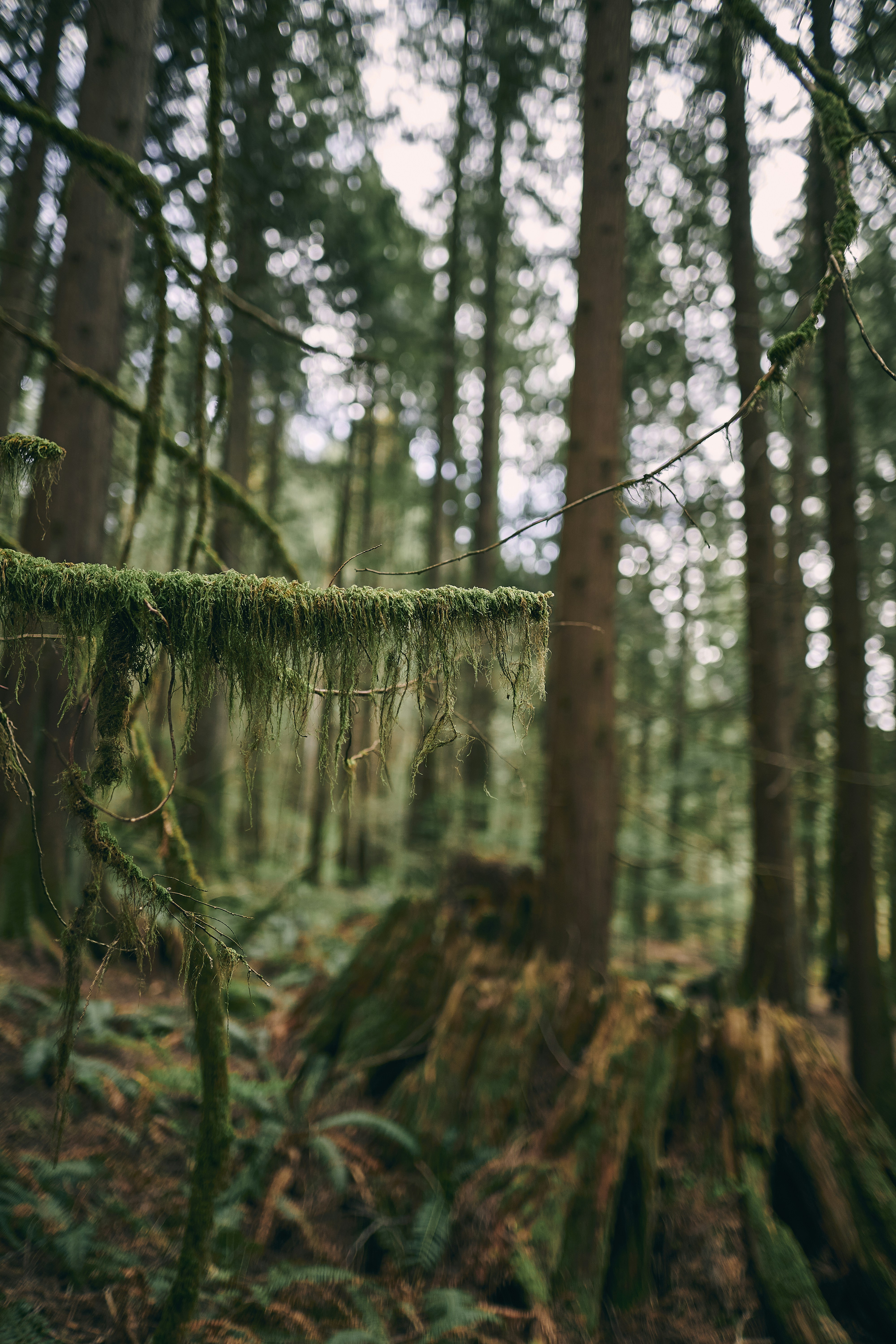 a mossy tree trunk in the woods