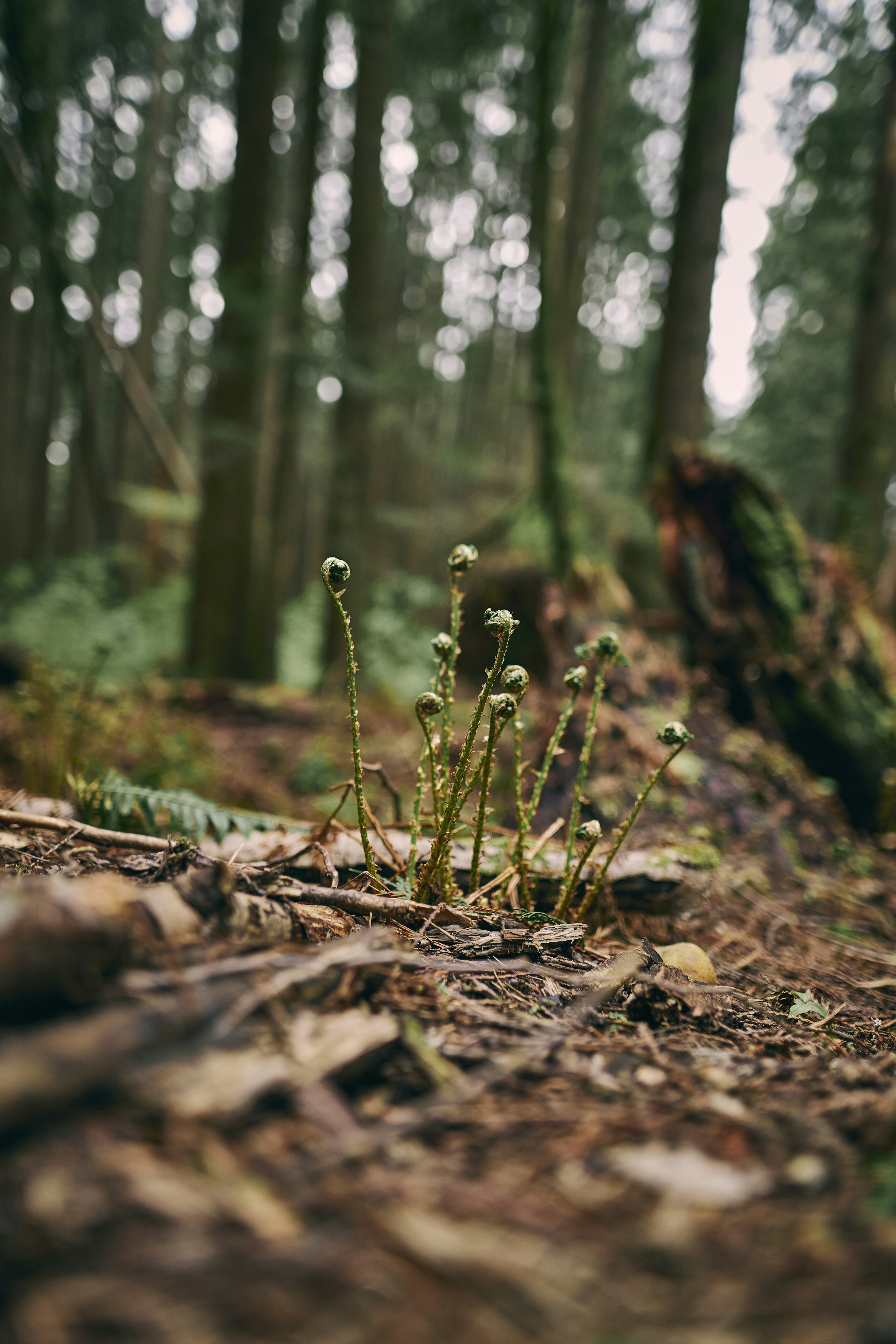 a small plant growing in the woods