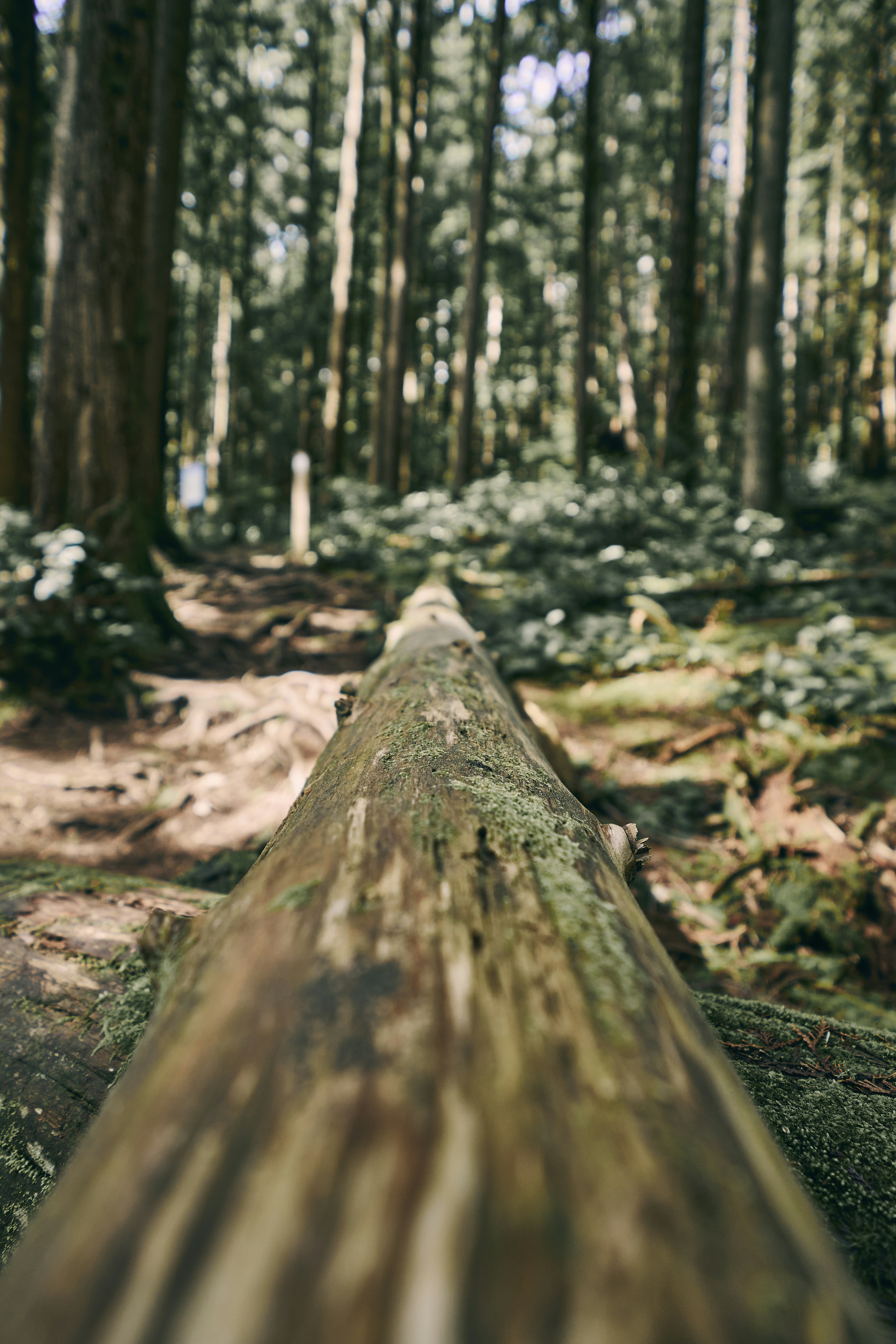 Photo by suicide_chewbacca