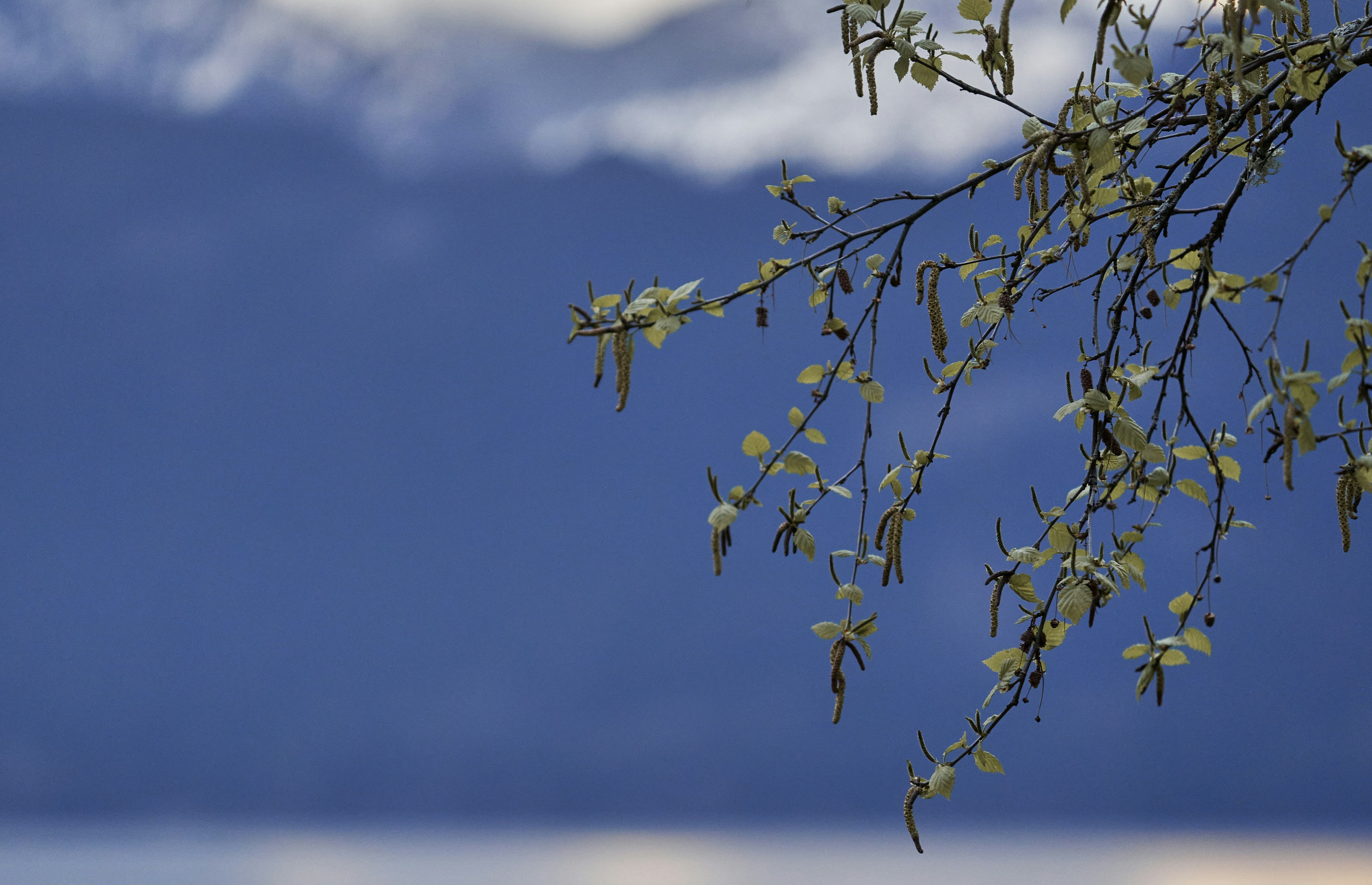 a tree with leaves