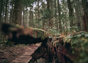 A serene forest landscape with tall trees stretching upward, creating a dense canopy. In the foreground, a moss-covered fallen tree branch and small plants add to the lush greenery. The path is made of wooden planks, leading deeper into the woods.