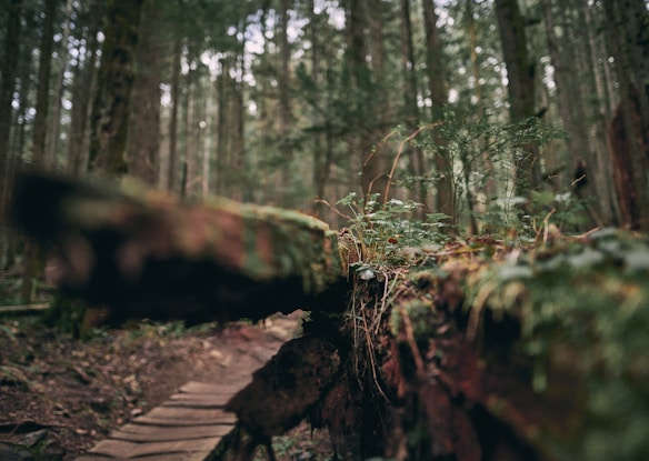 A serene forest landscape with tall trees stretching upward, creating a dense canopy. In the foreground, a moss-covered fallen tree branch and small plants add to the lush greenery. The path is made of wooden planks, leading deeper into the woods.