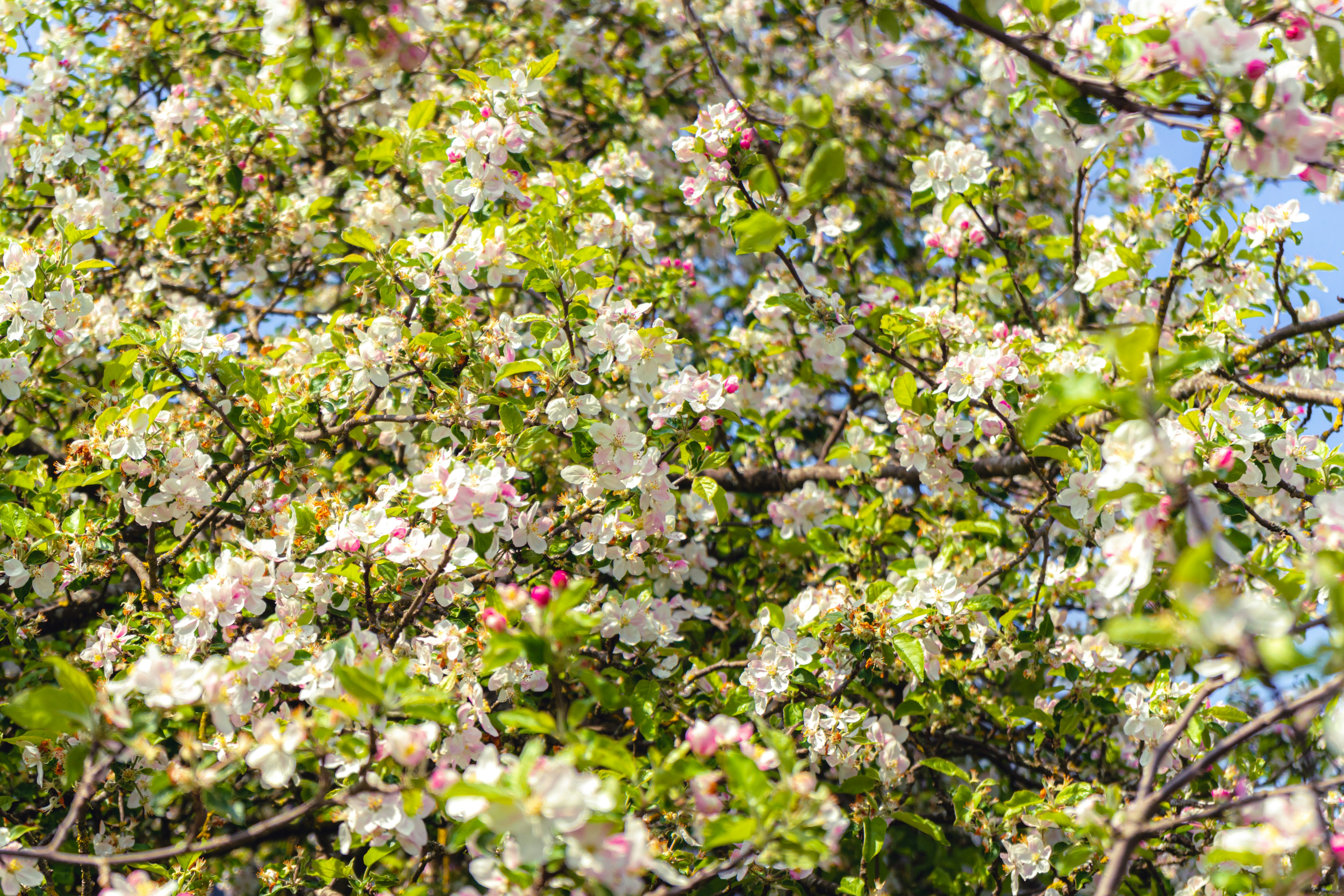 Photo by virussinside