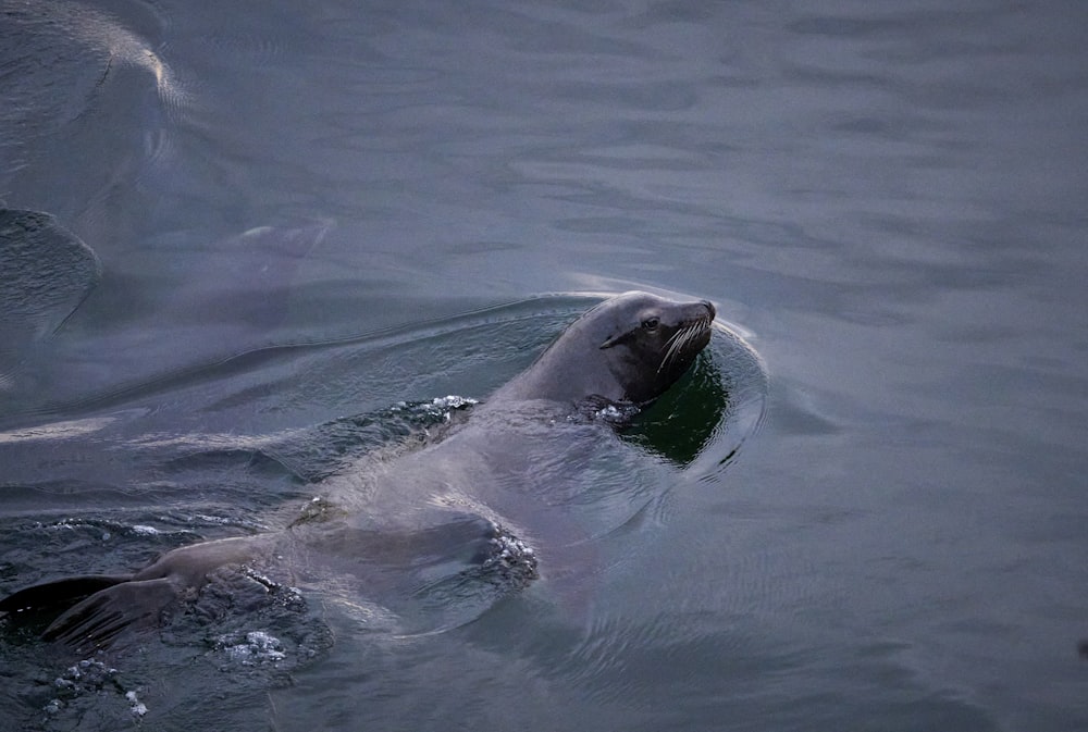 a seal swimming in water