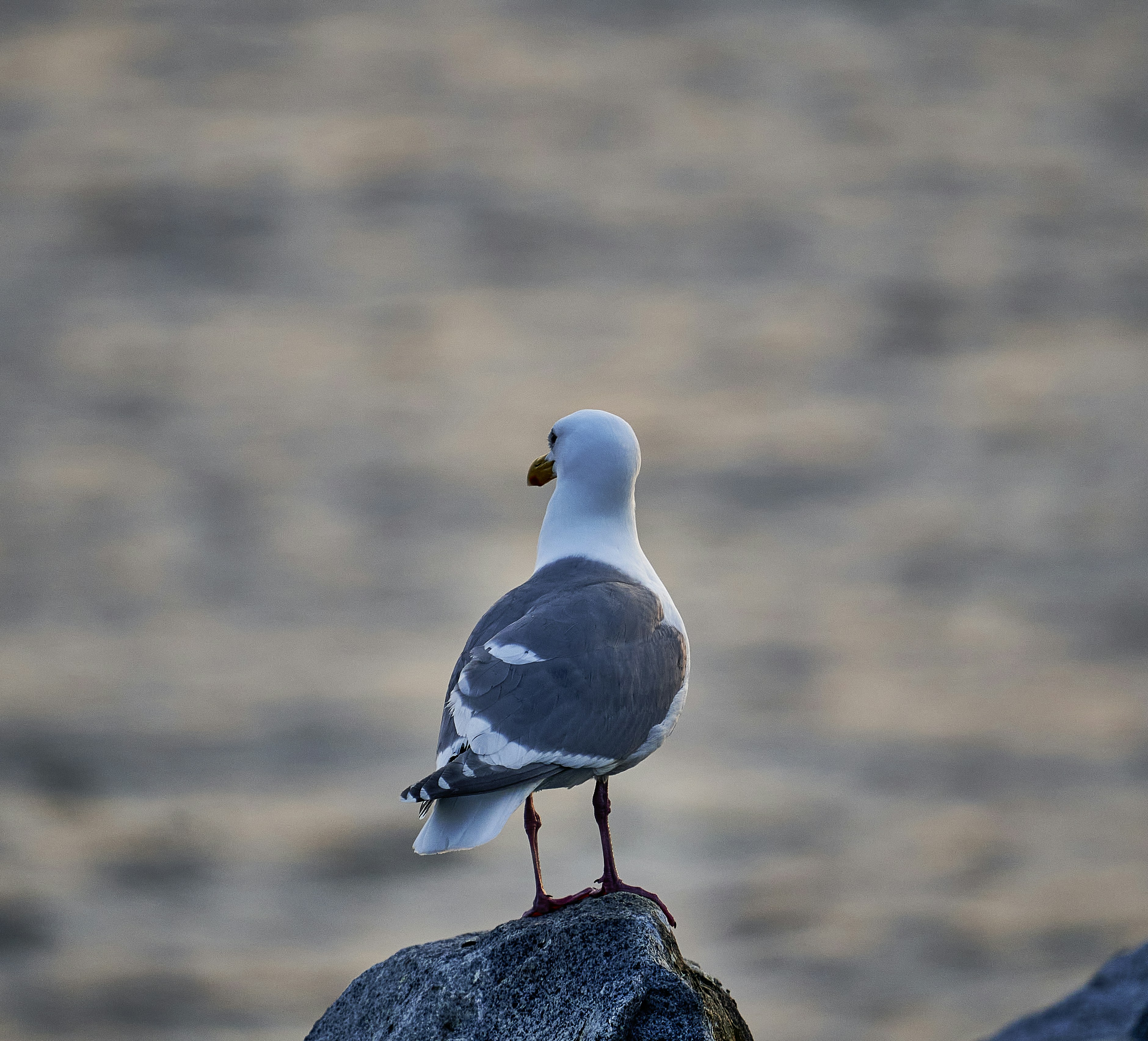 Photo by suicide_chewbacca