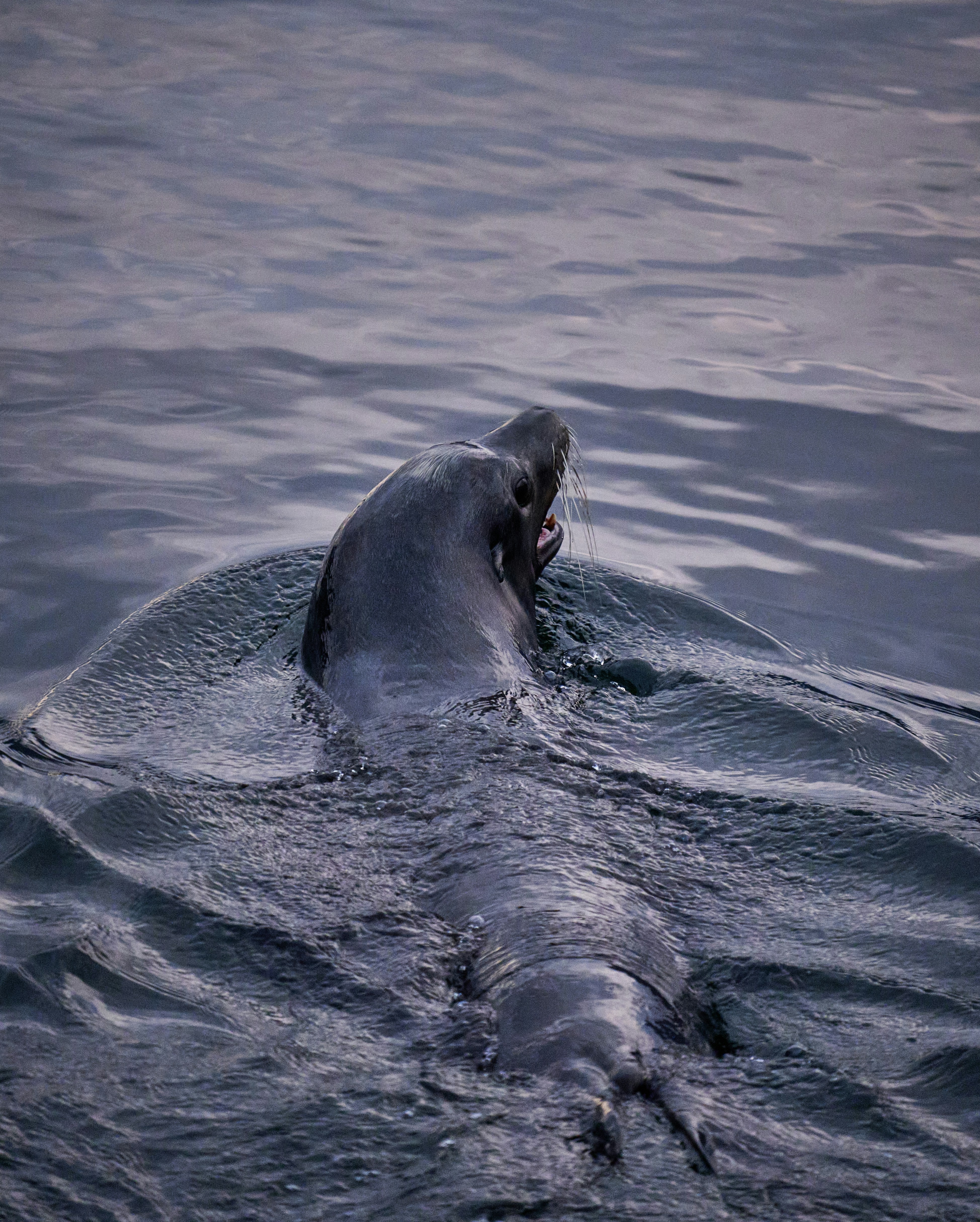 Photo by suicide_chewbacca