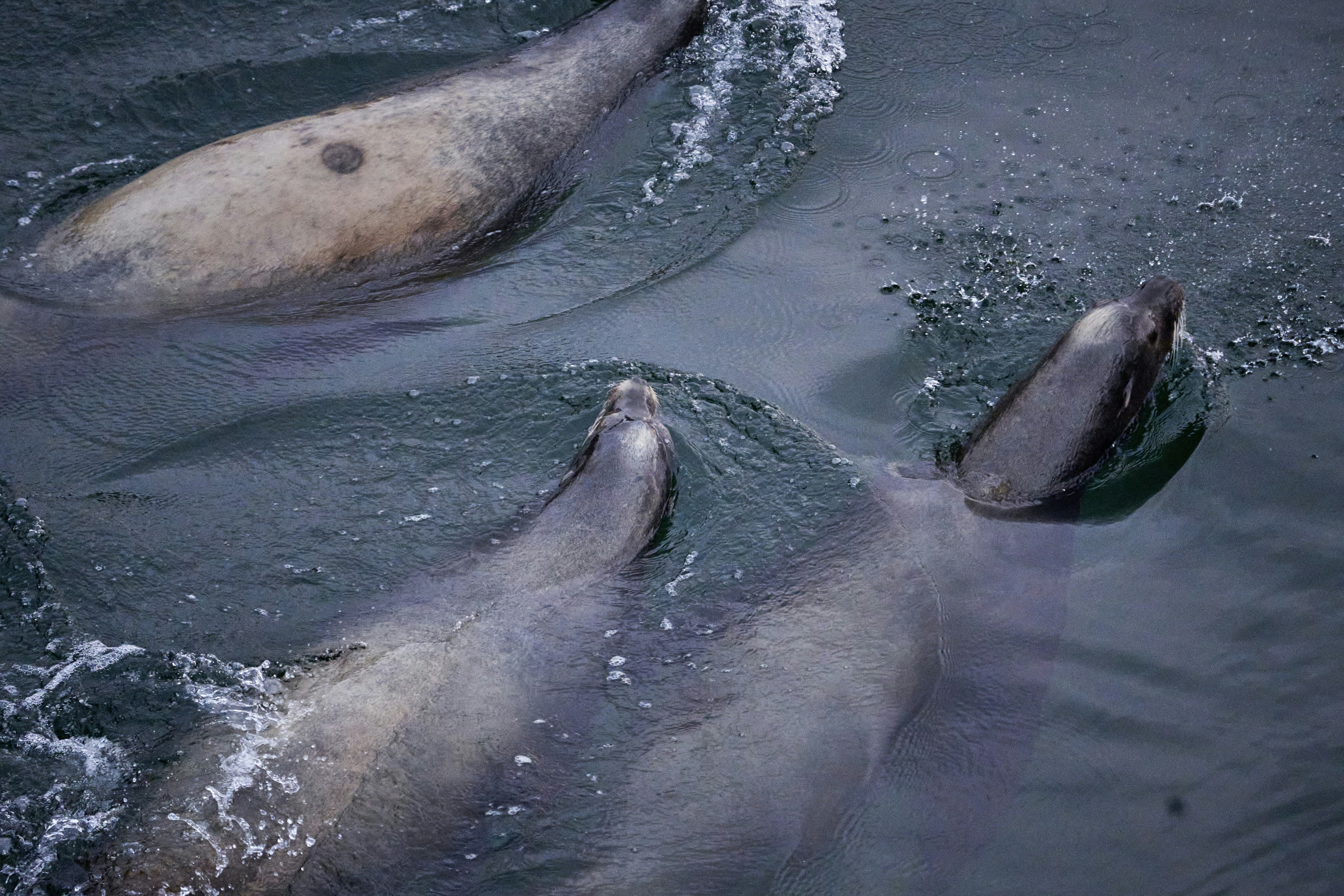 Photo by suicide_chewbacca