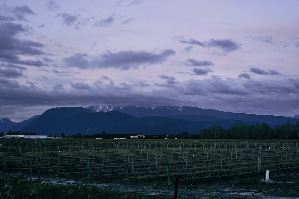 a field of green grass with mountains in the background