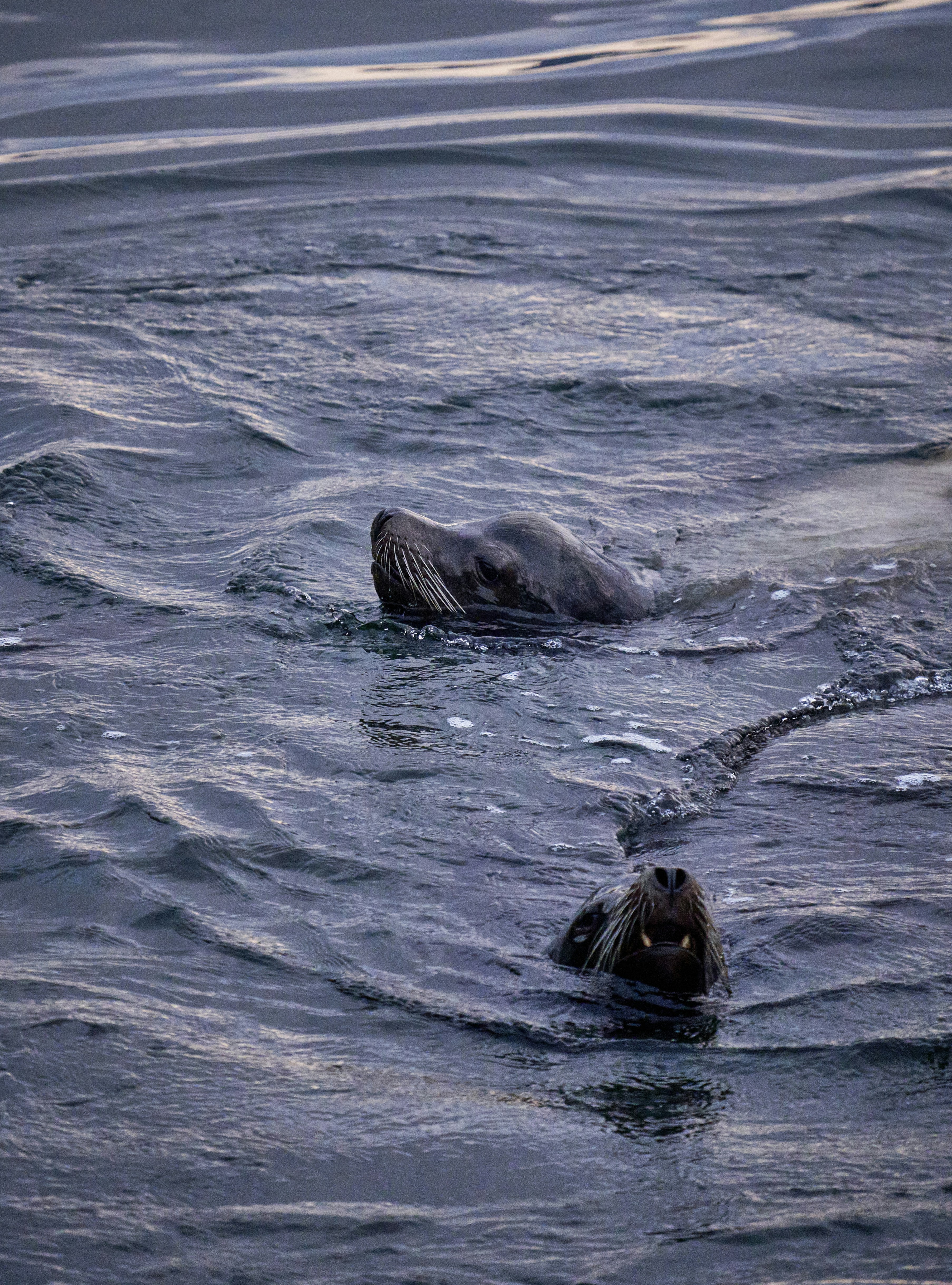 Photo by suicide_chewbacca