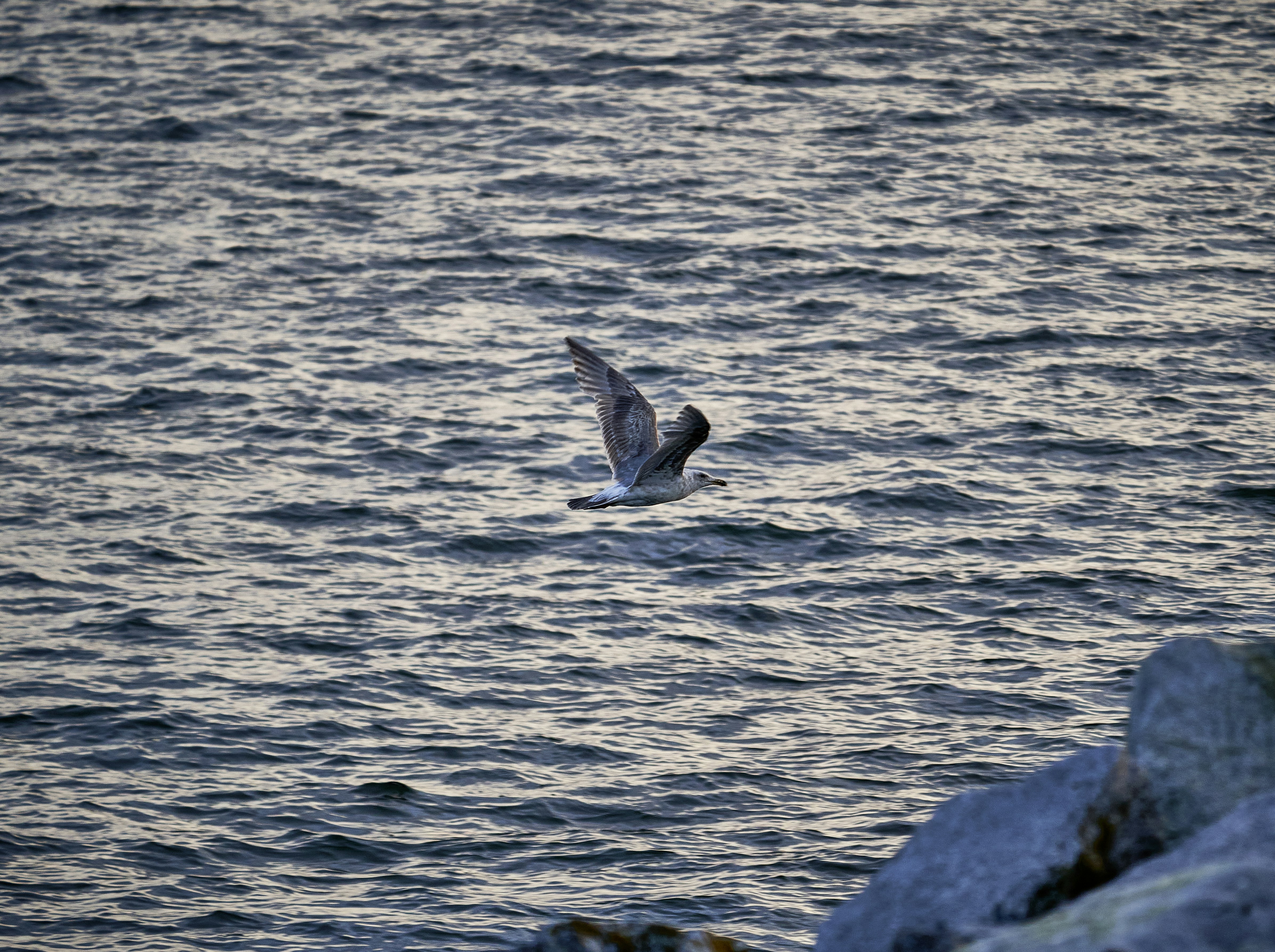 a bird flying over water