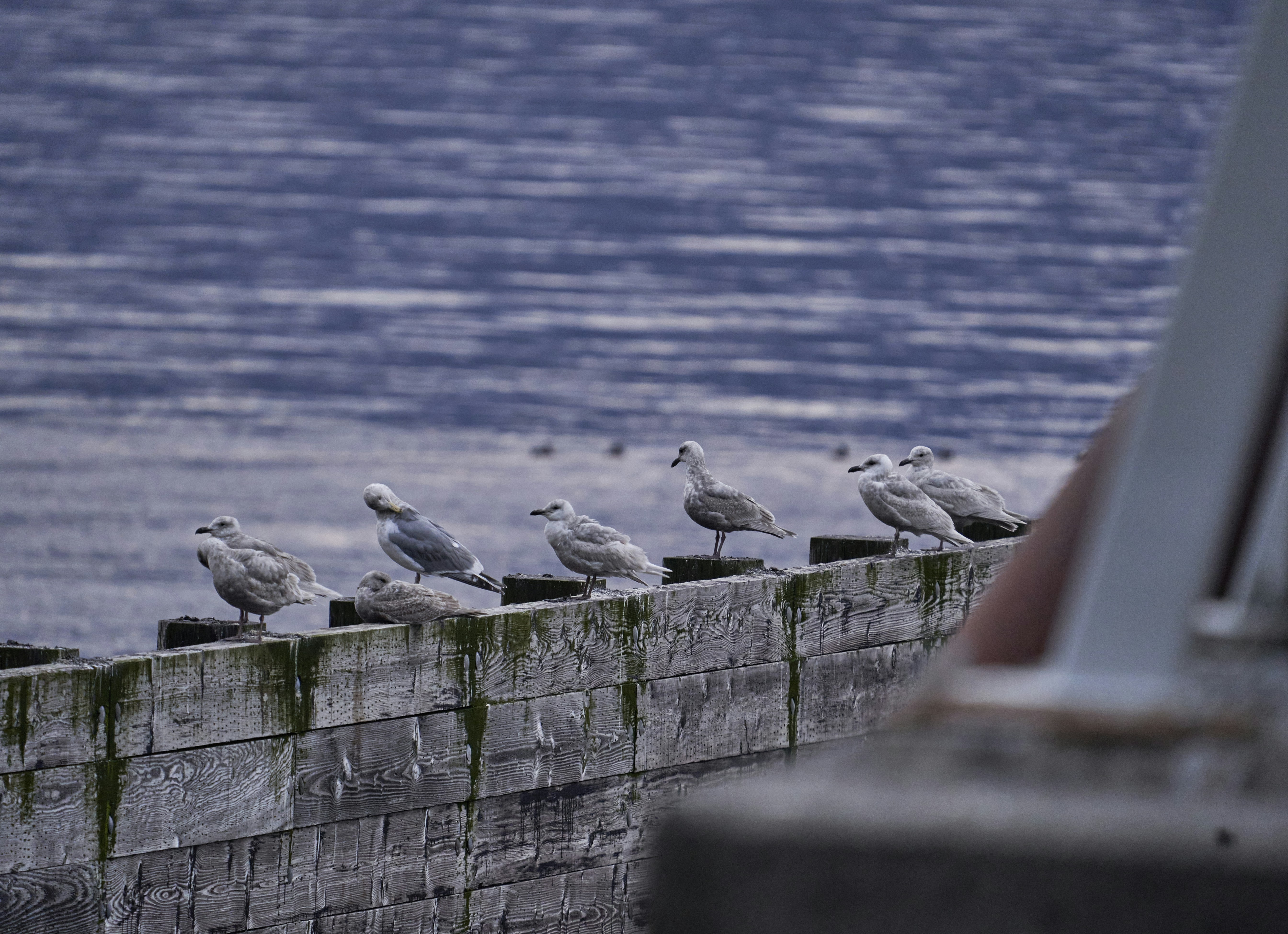 Photo by suicide_chewbacca