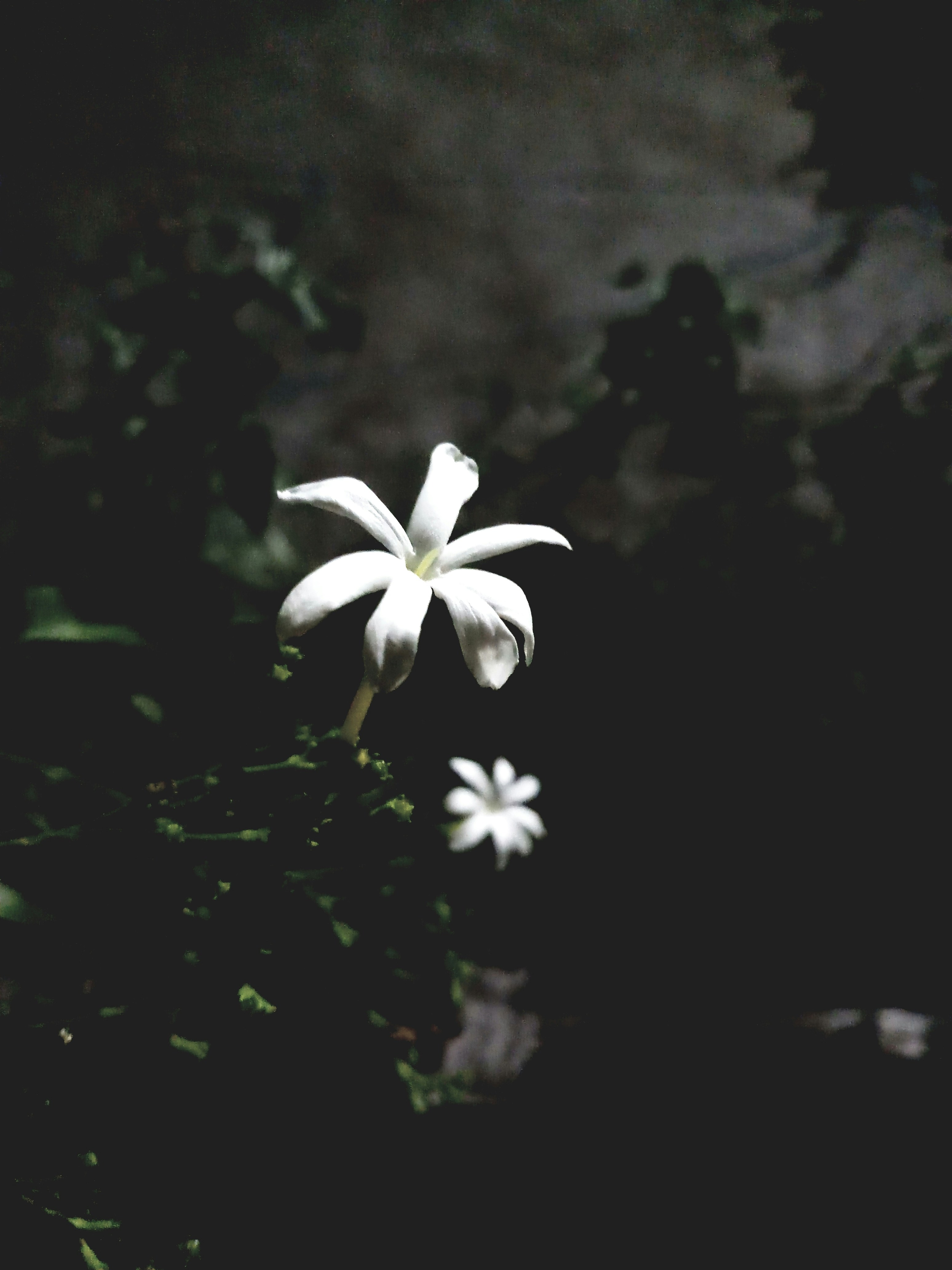 Photo by sinamikasri3