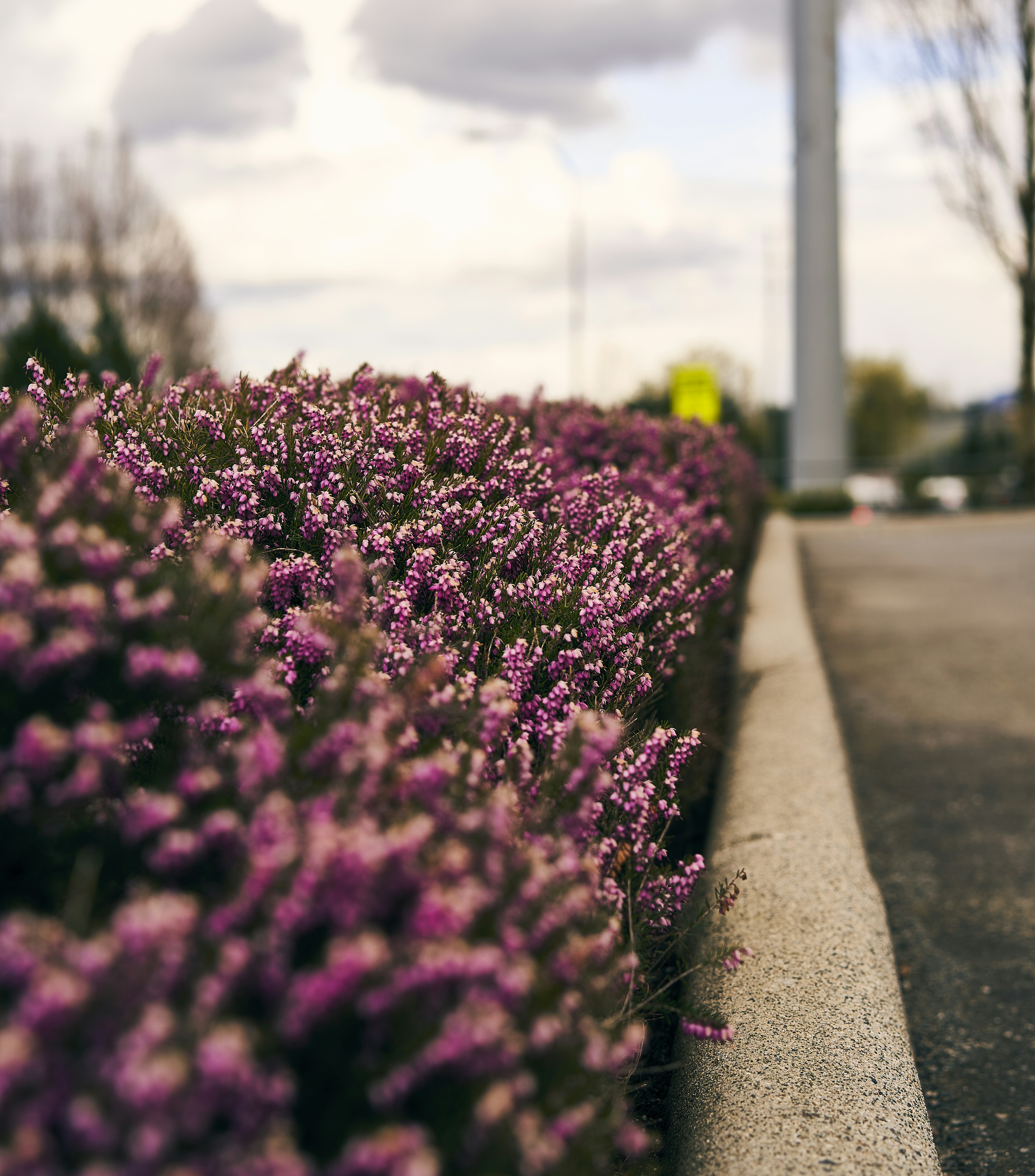a group of flowers