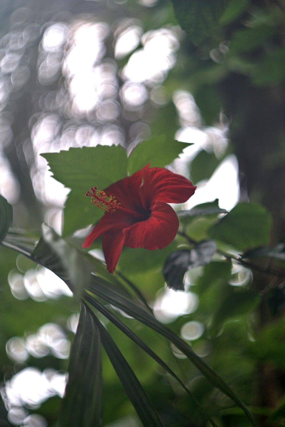 una flor roja en una planta