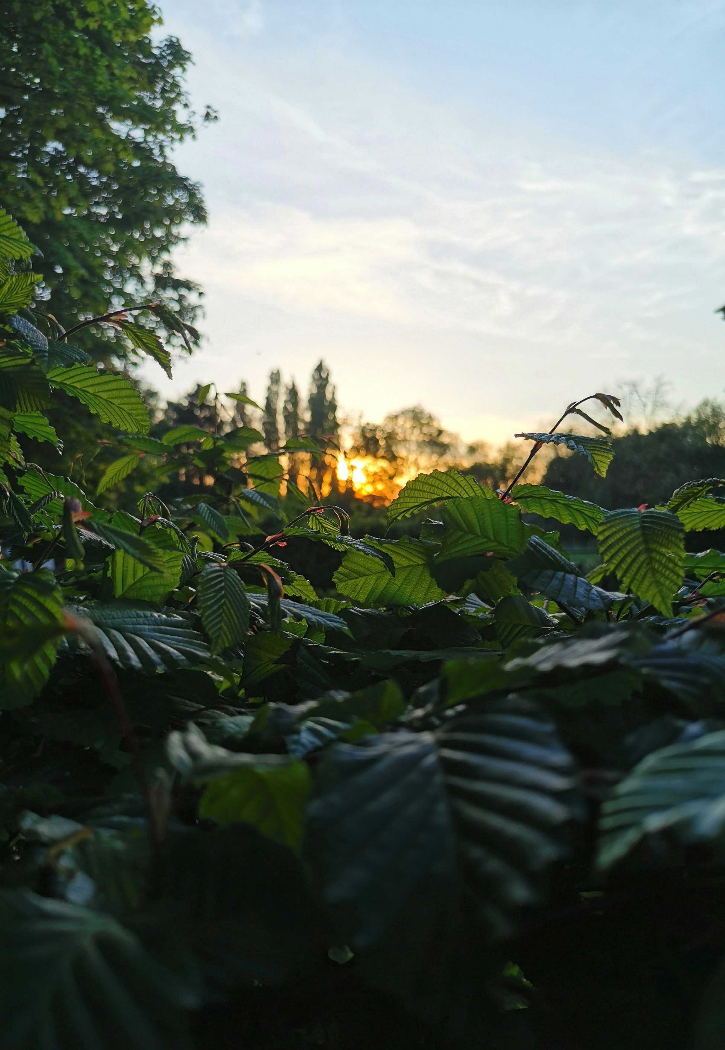 a close-up of some plants