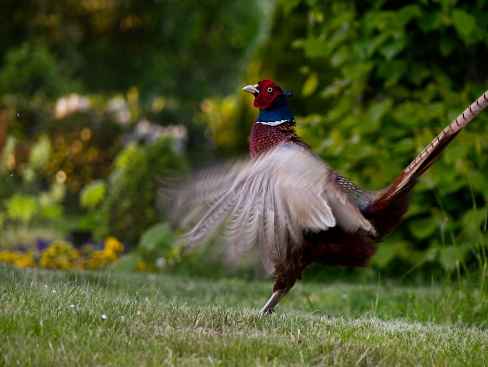 a bird with a colorful head