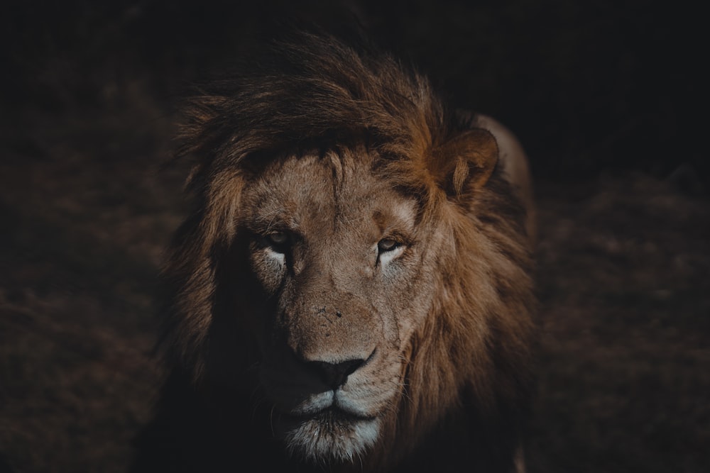 a lion with a dark background