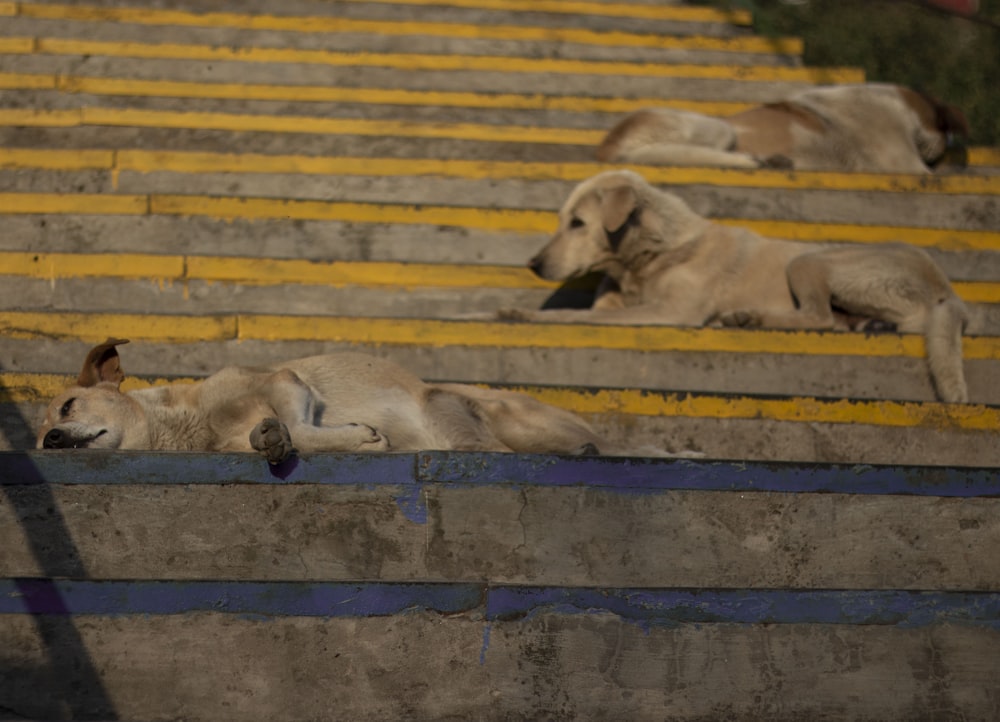 a group of lions lying on a wooden bench