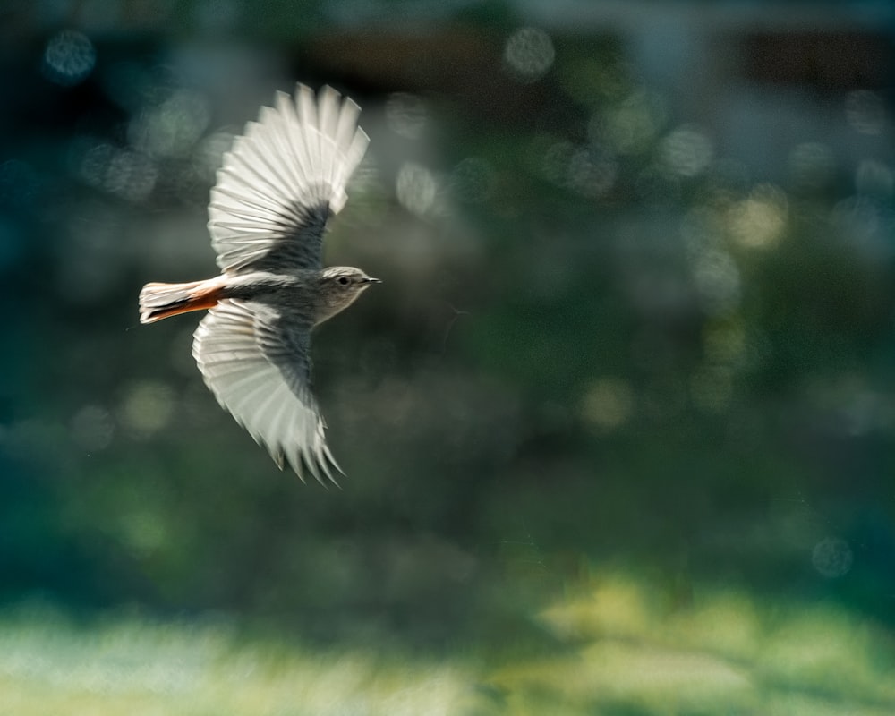 a bird flying in the air