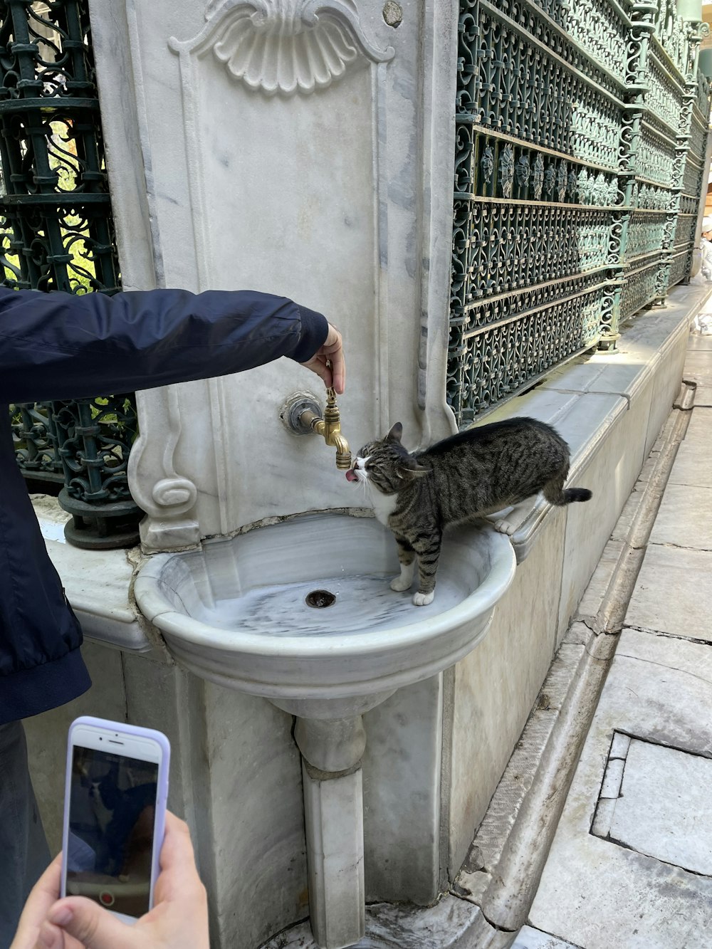 a cat drinking water from a fountain