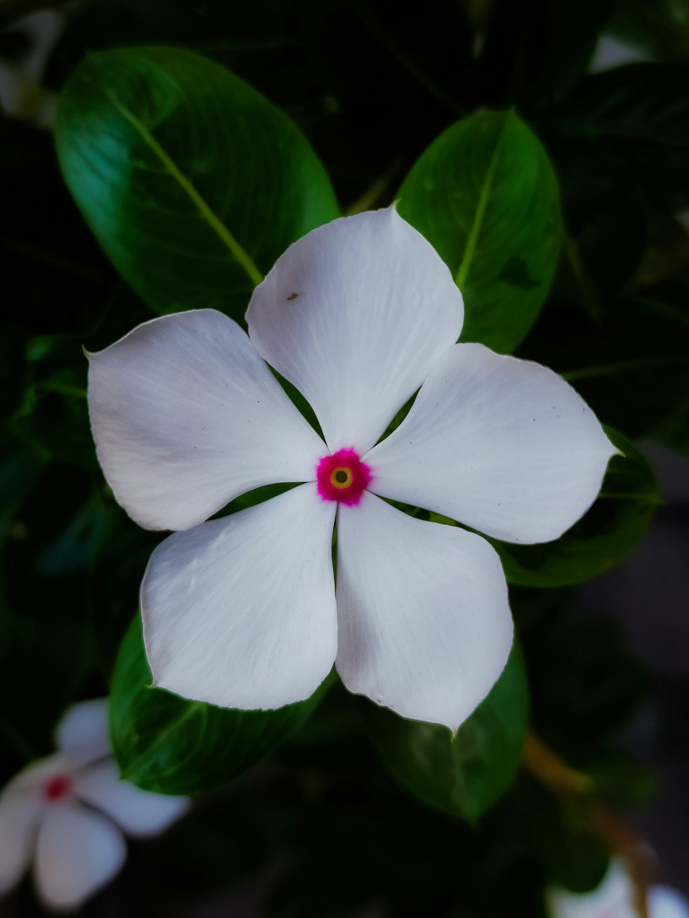 a white flower with green leaves