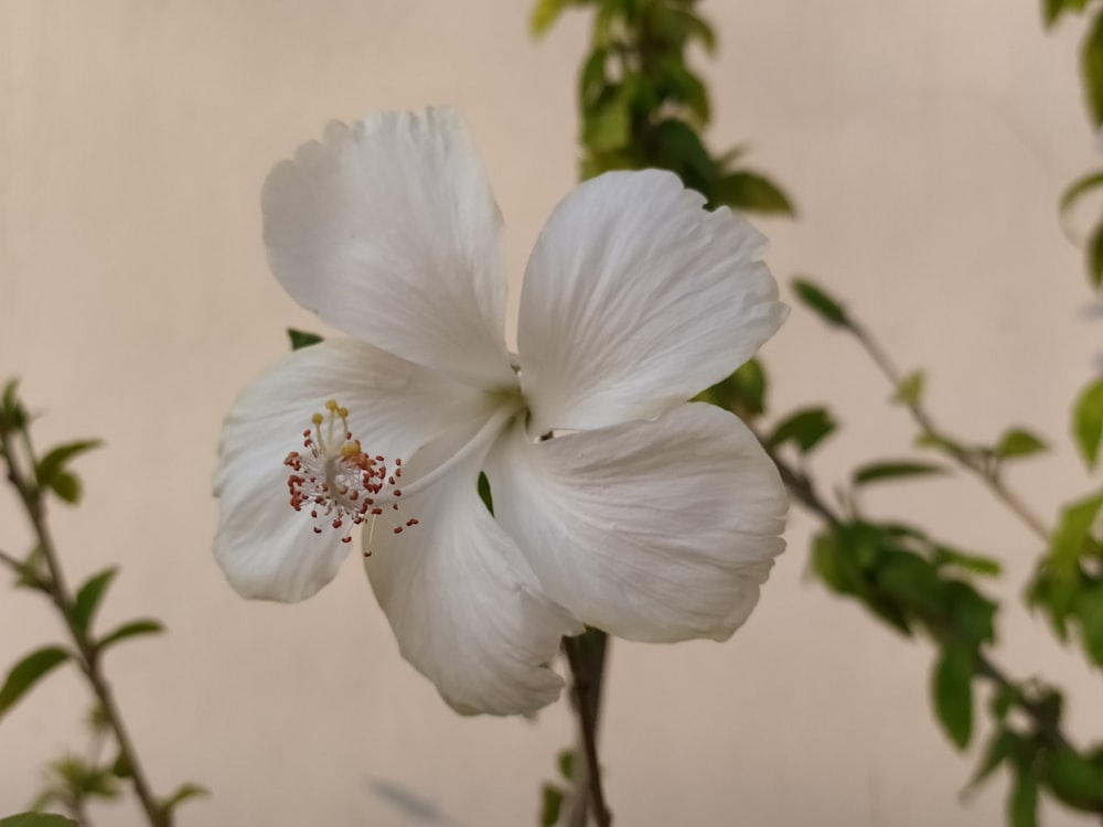 a close up of a flower