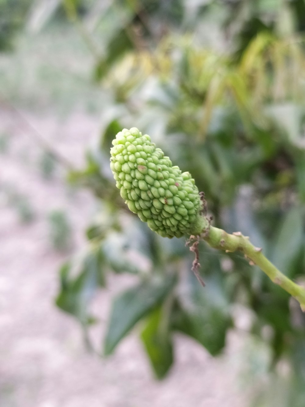 a close up of a plant