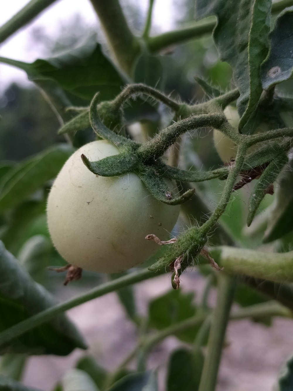 a close up of a fruit