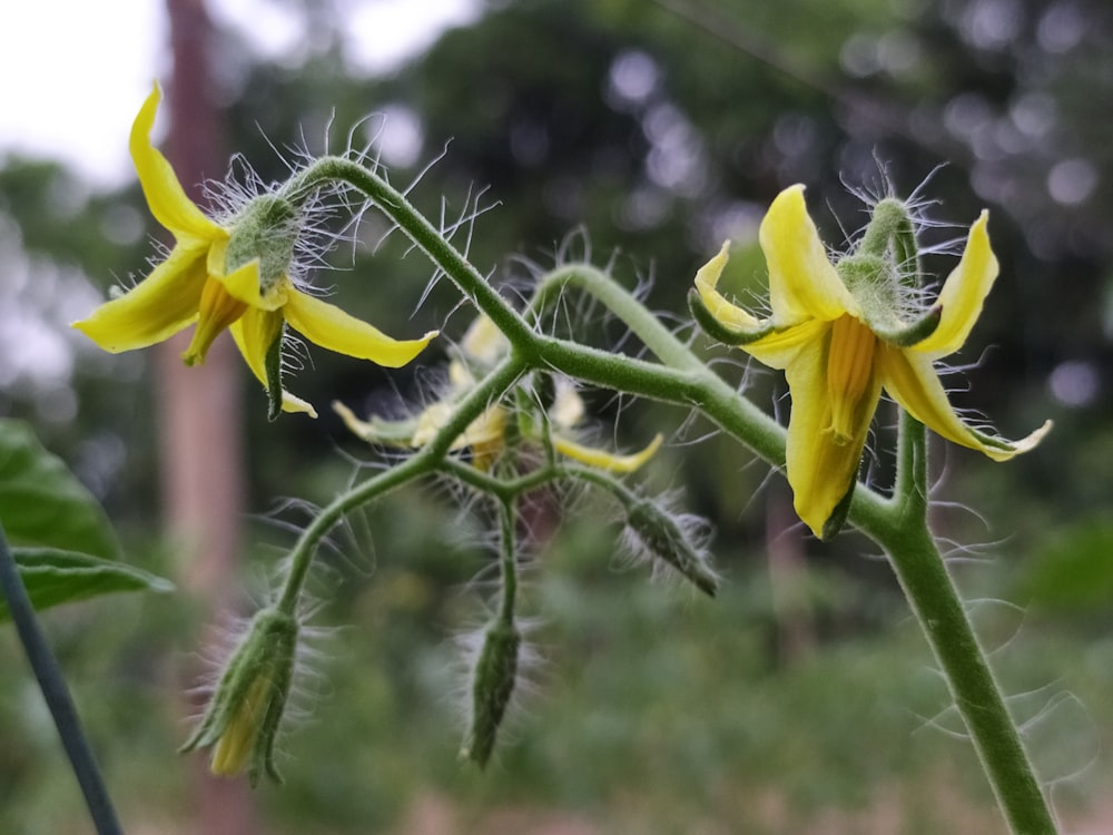 a bee on a flower