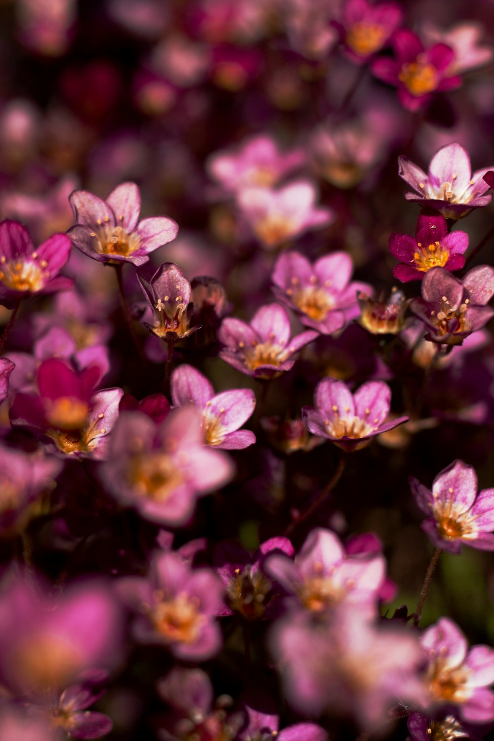 a bee on a flower