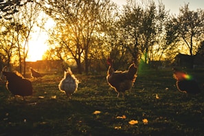 a group of chickens in a yard