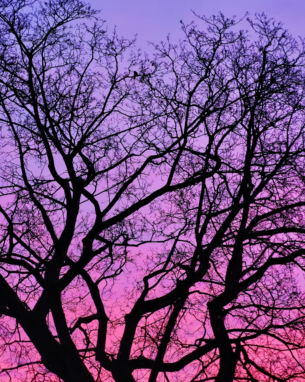 uma árvore com folhas roxas