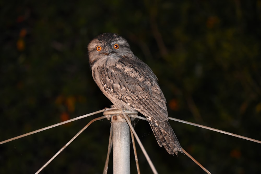 an owl on a stick