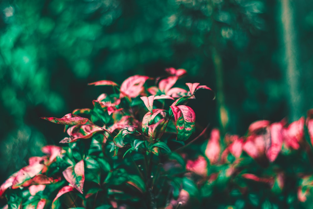 a close up of a plant