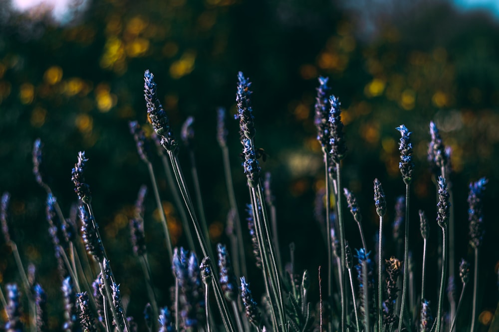 a field of purple flowers